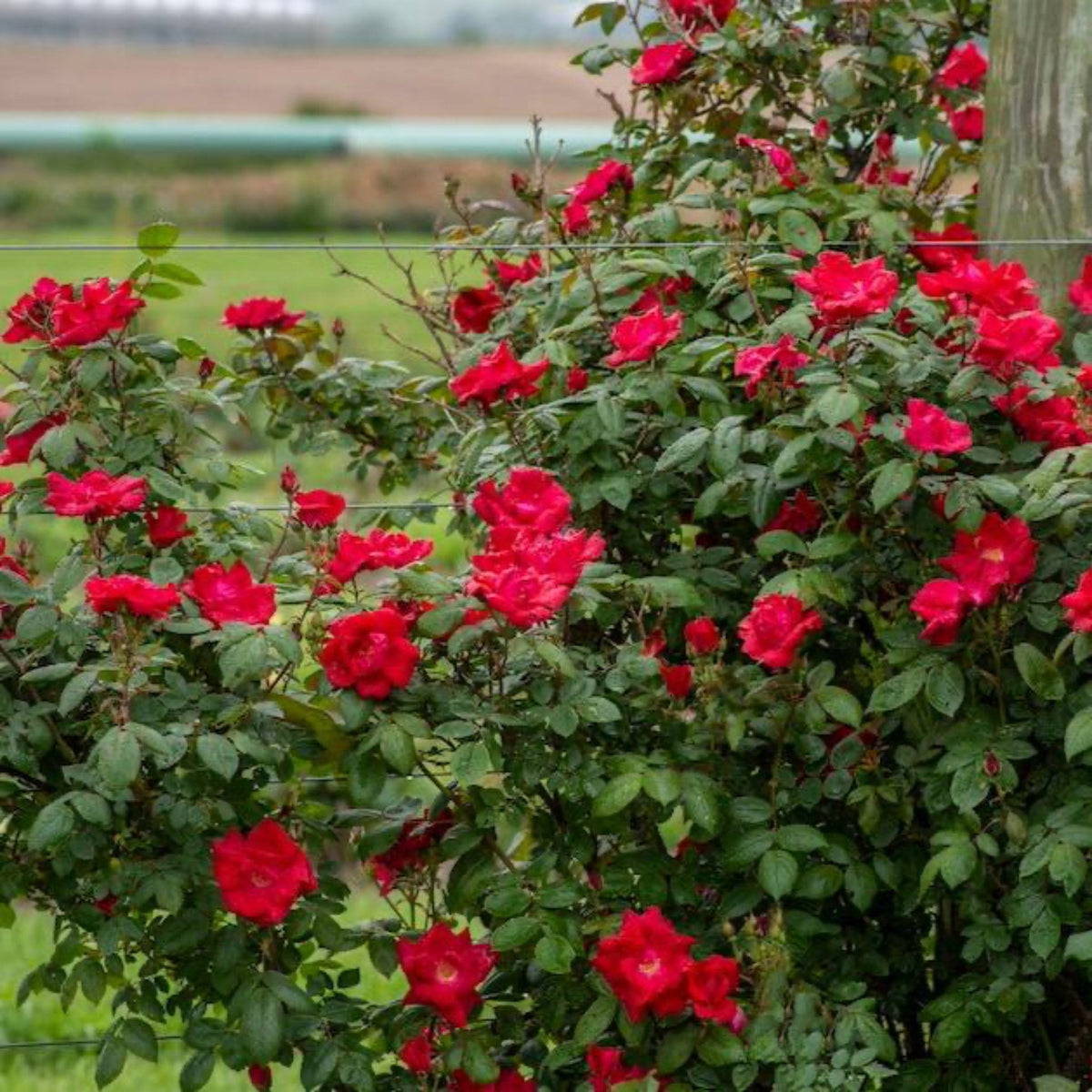 Roses