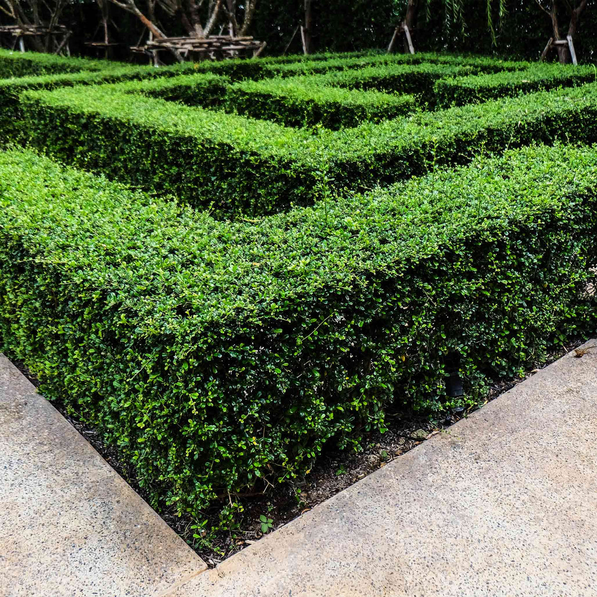 Boxwood hedges in a formal garden setting.  Henderson Garden Supply