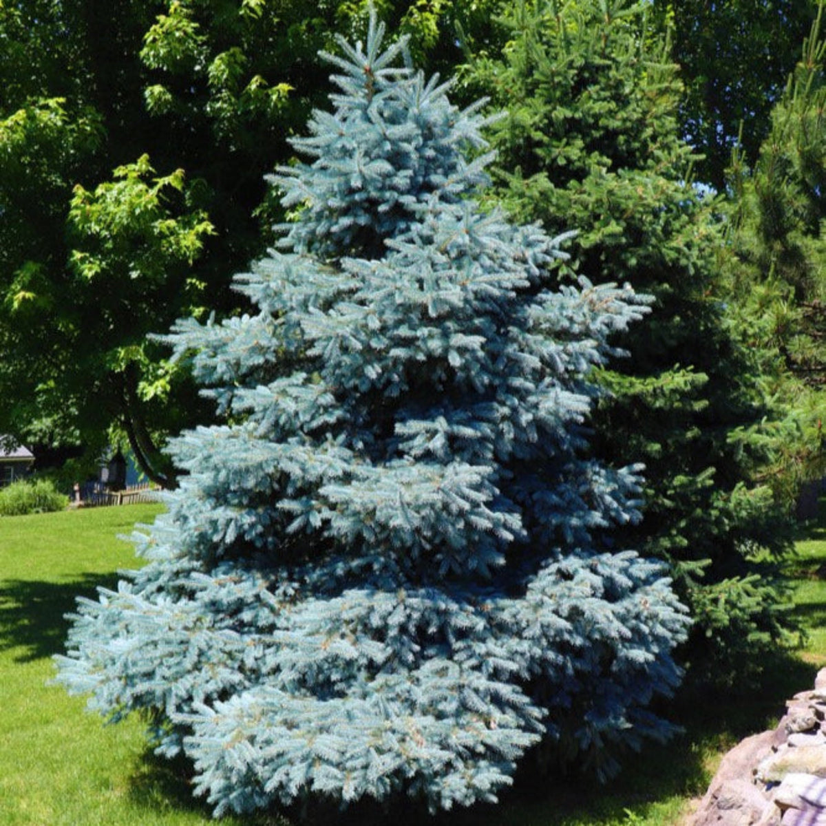 Spruce Trees