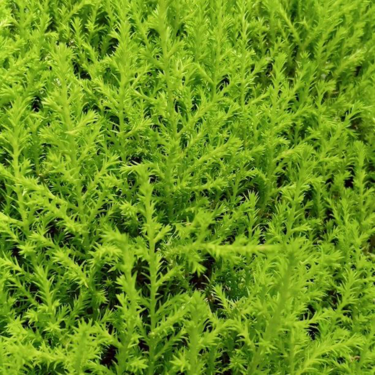 Arborvitae & Cypress Shrubs