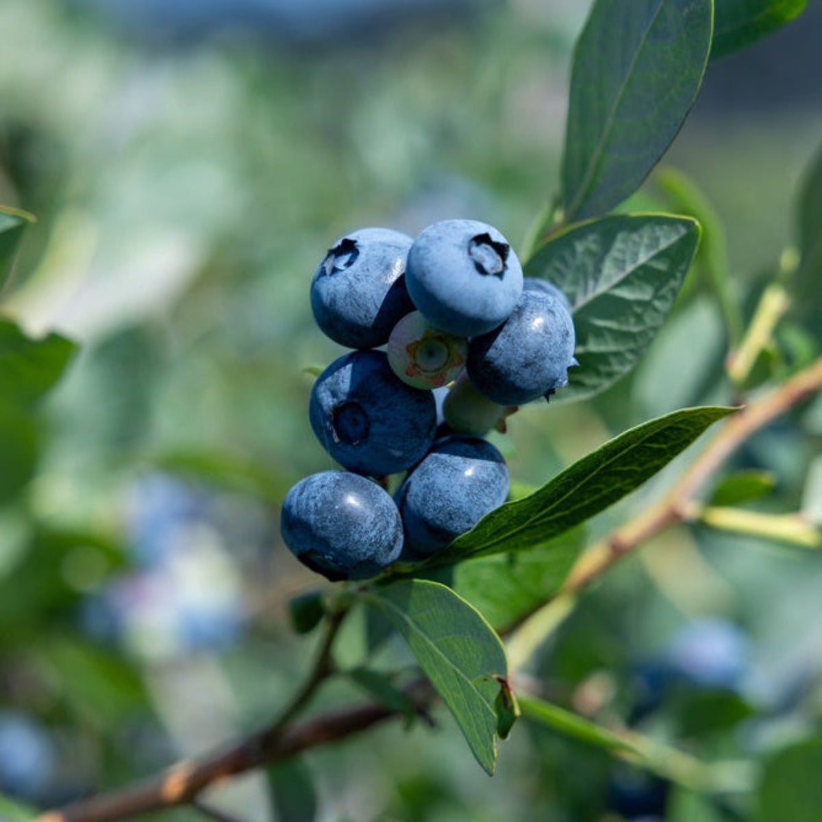Berry Plants & Bushes