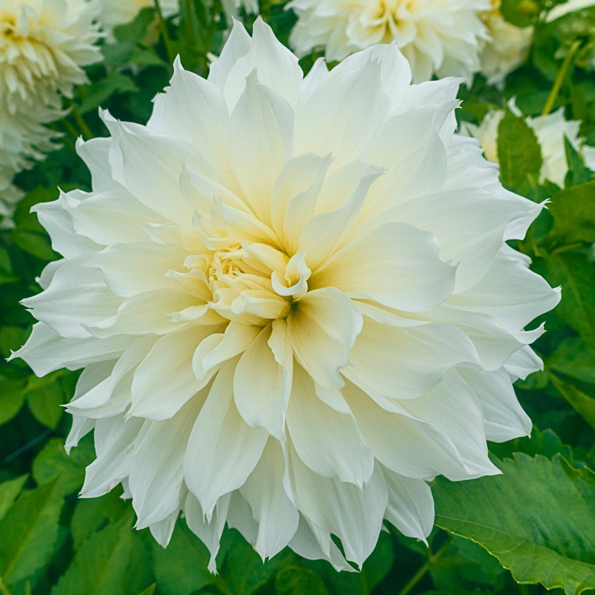 Fleurel® Dahlia – 8" White Dinner Plate Dahlia, 5-Pack Tubers