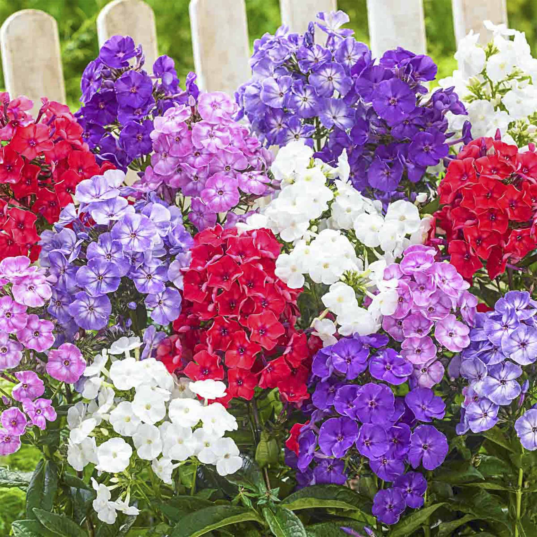 Multicolored phlox flowers in a garden setting with a wooden fence. Hrady tall Philox Mix - henderson Garden Supply