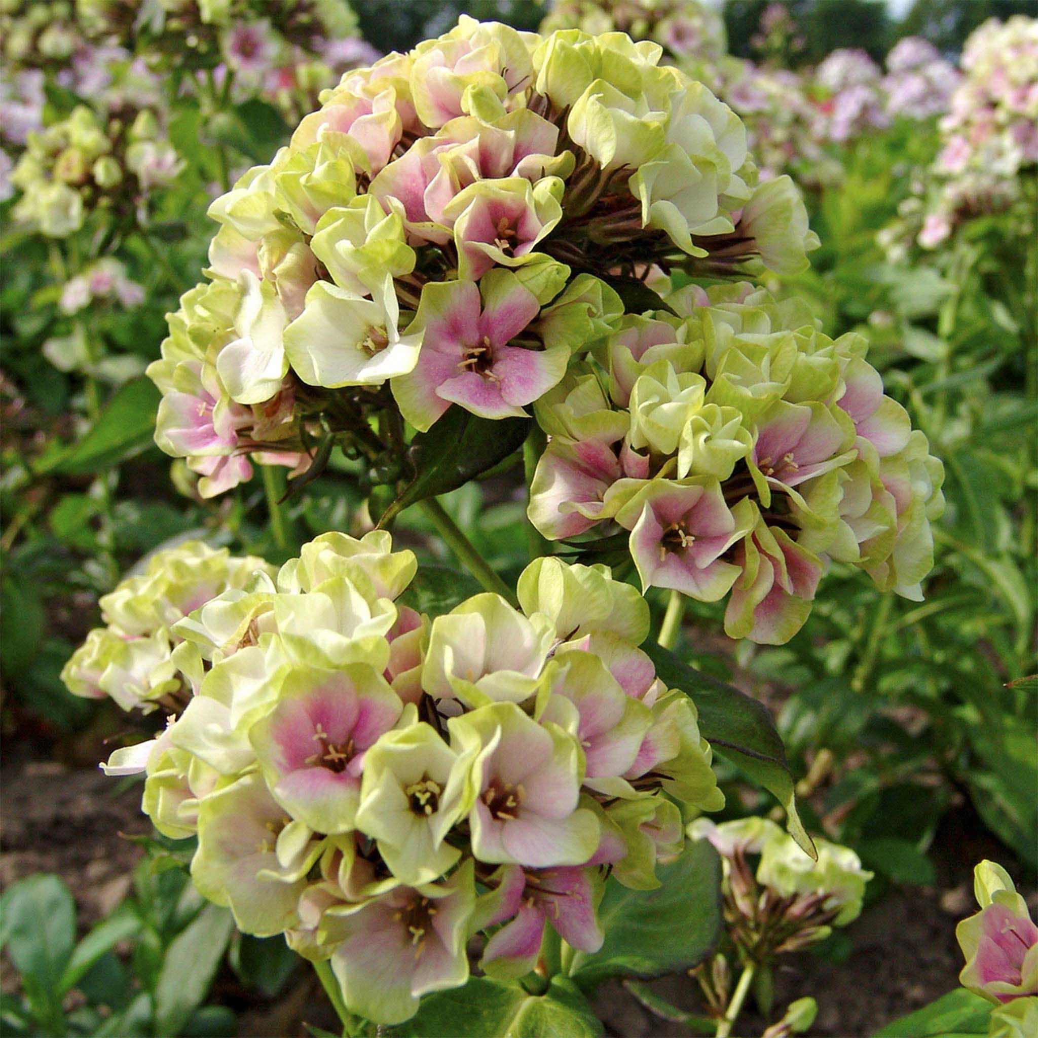 Tall Phiox - Henderson Garden Supply