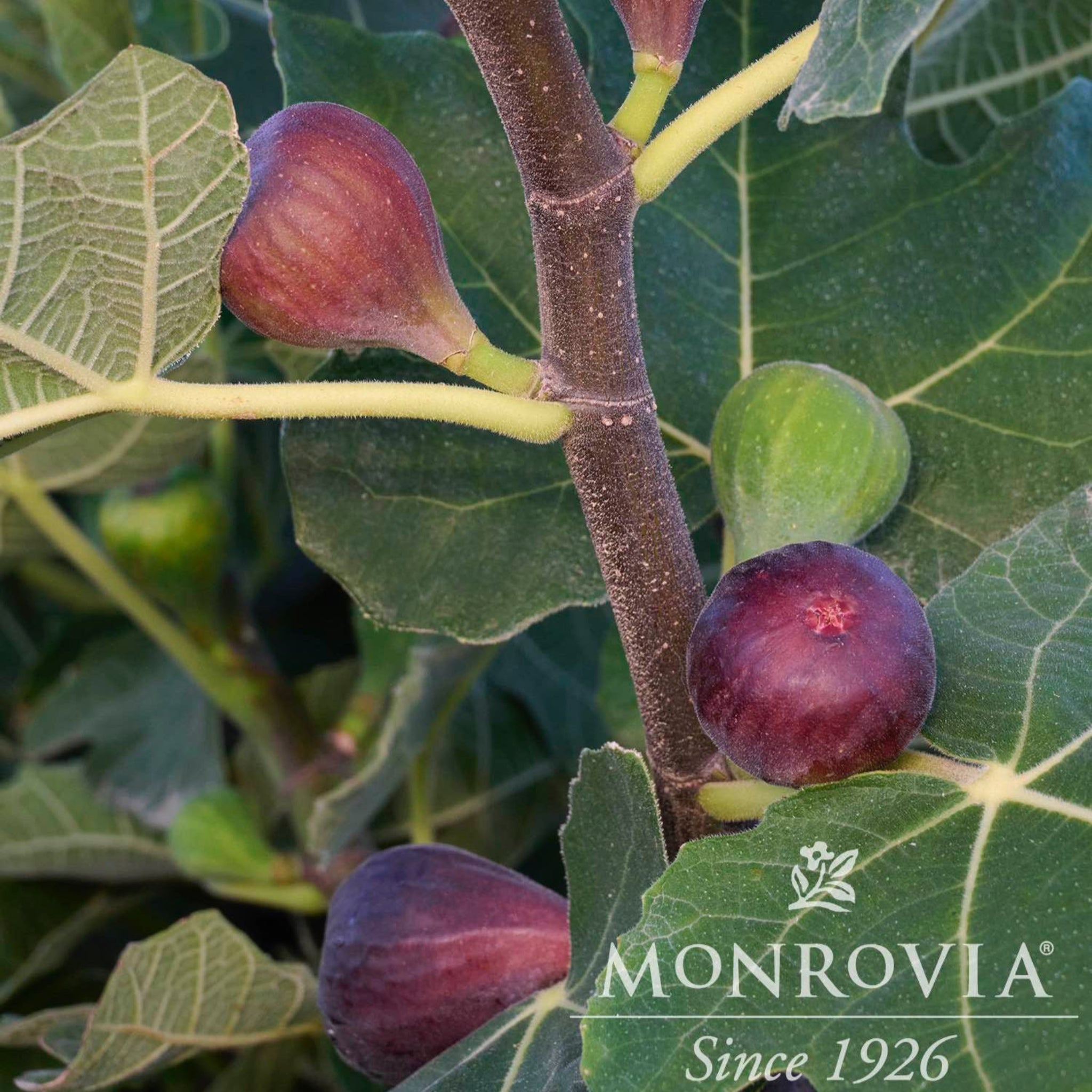 Figs on a branch with green leaves and Monrovia logo.  Henderson Garden Supply