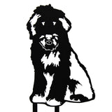 Bearded Collie