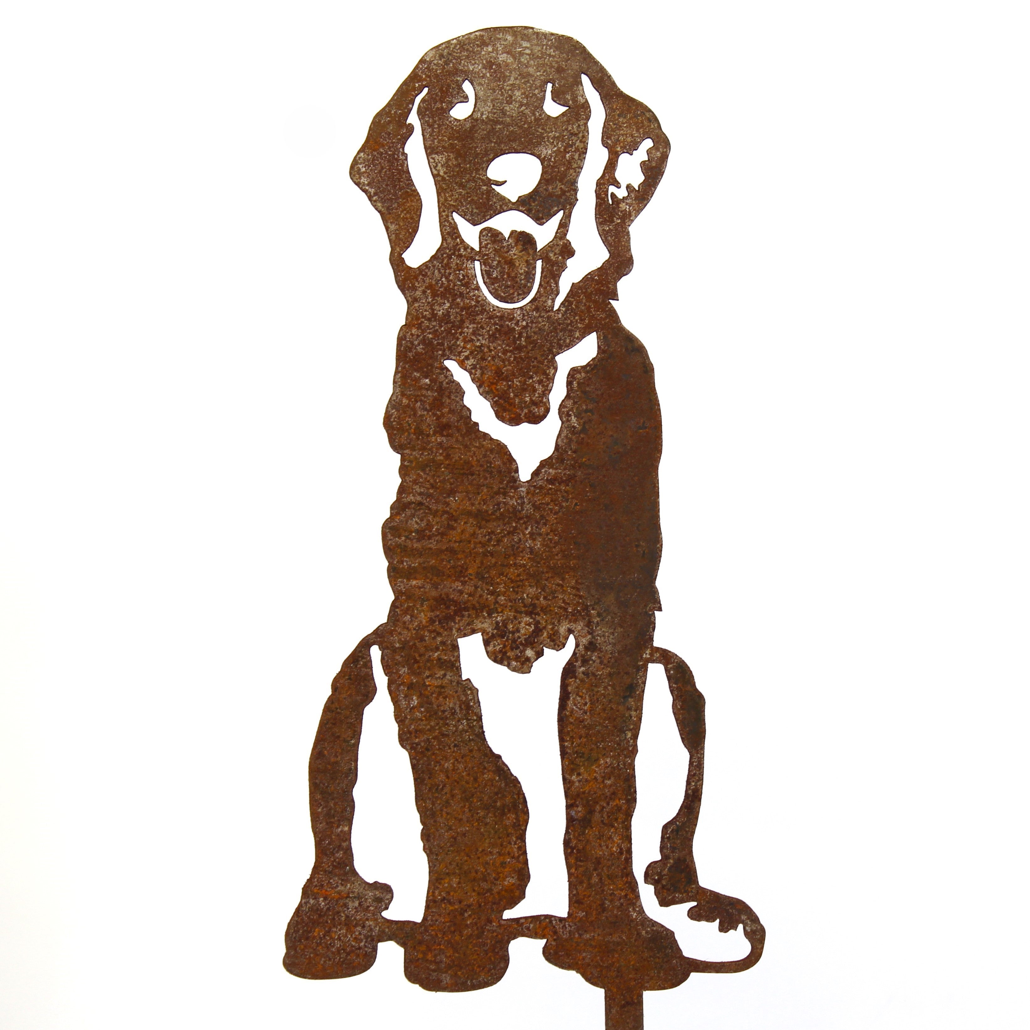 Retriever - Flat Coated