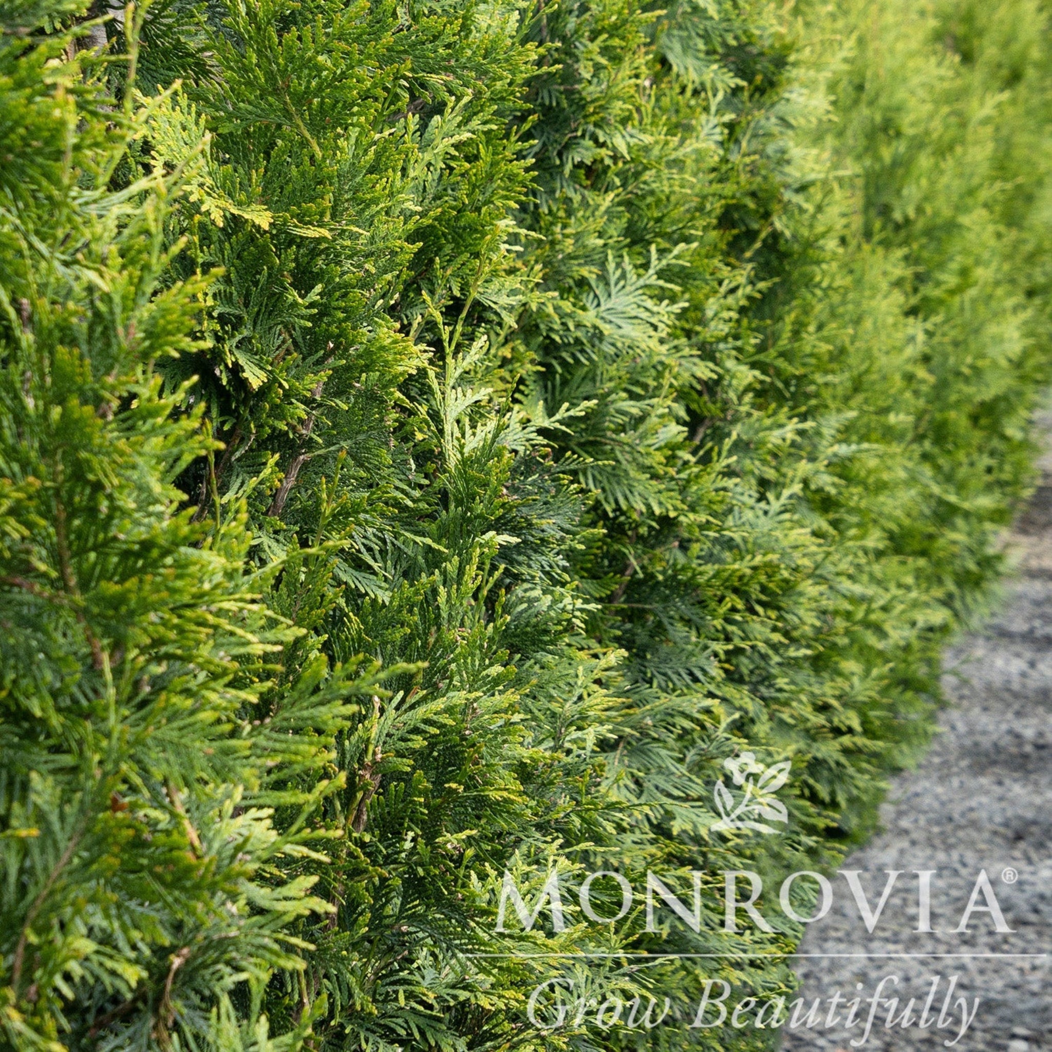 Green Giant Tree - Henderson Garden Supply