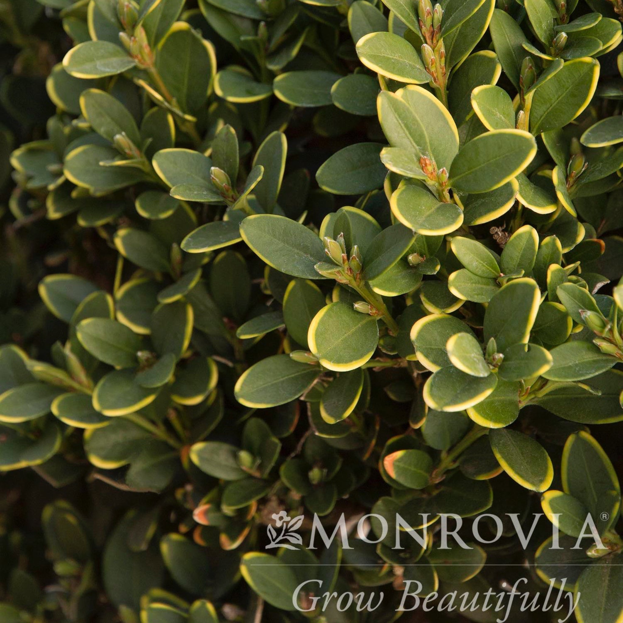 Boxwood Topiary - Henderson Garden Supply