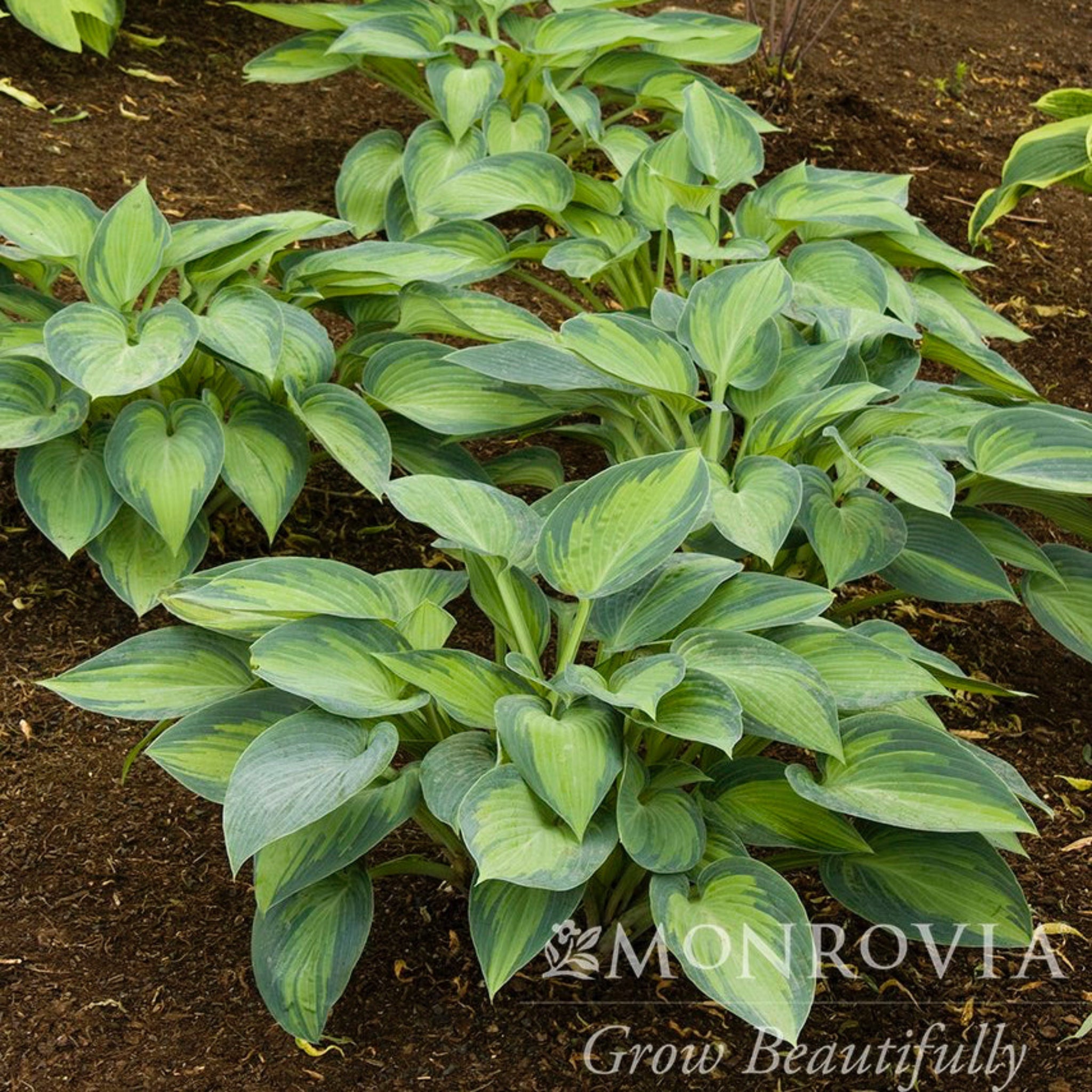 June Hosta – Award-Winning Shade Perennial