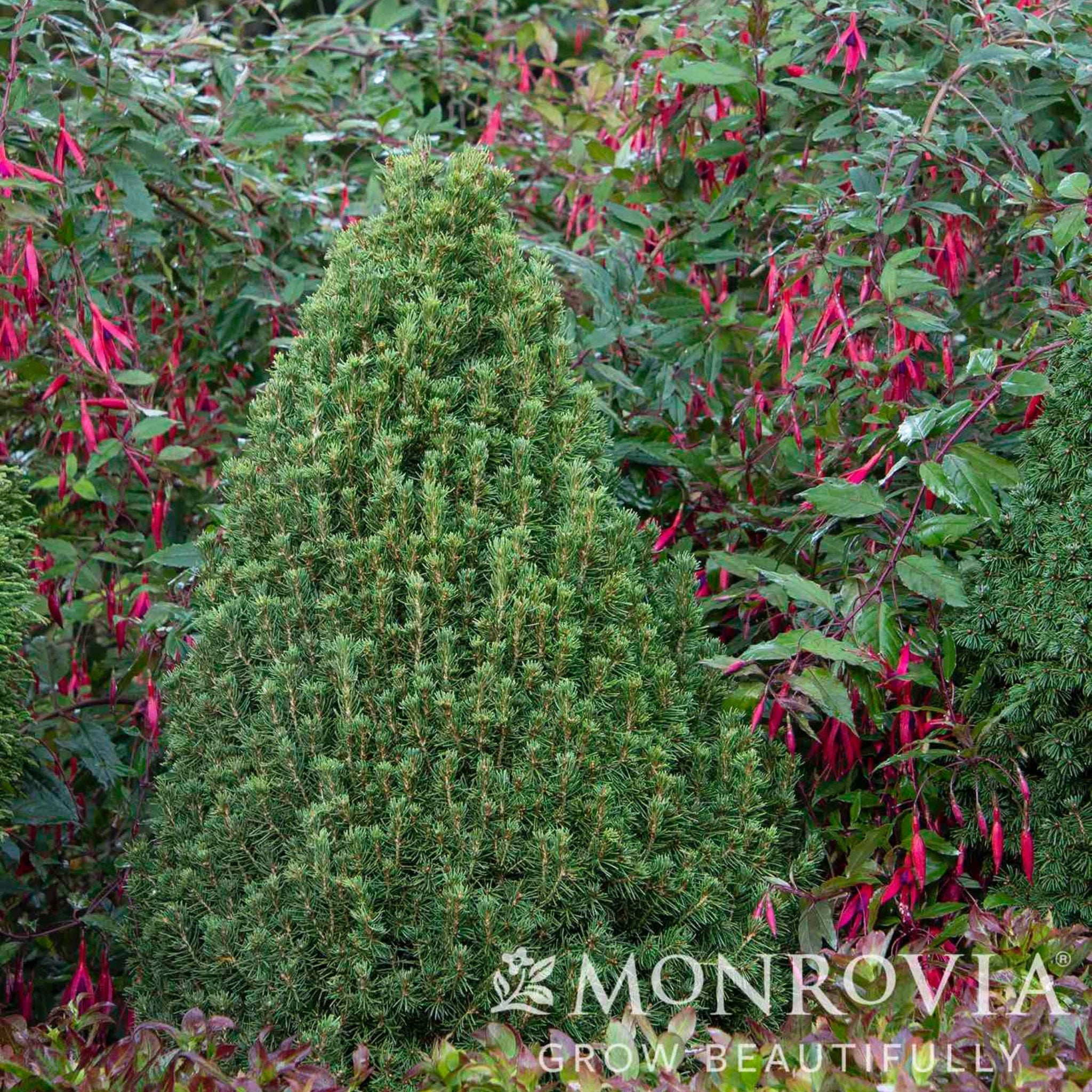 Tiny Tower® Dwarf Alberta Spruce – Ultra-Compact Evergreen
