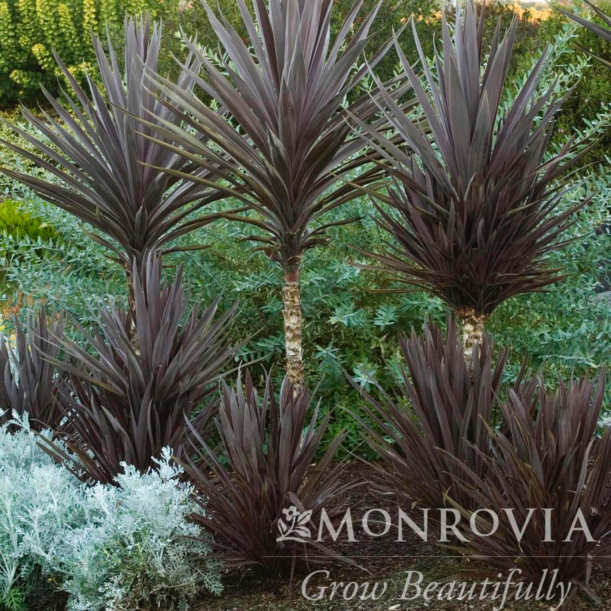 Purple tropical plants with green foliage in the background, featuring the Monrovia logo.  Henderson Garden Supply