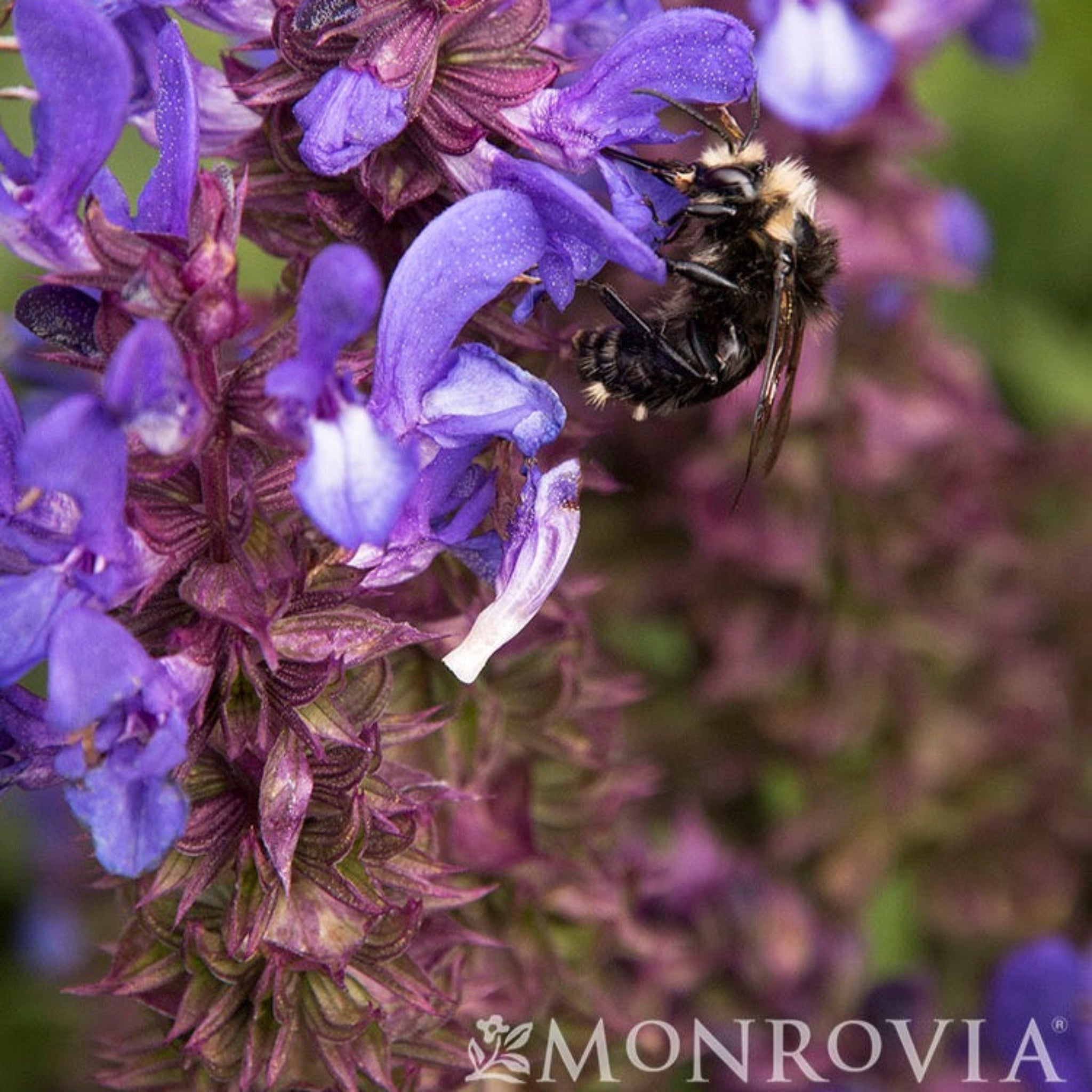 Blue Marvel Salvia - Henderson Garden Supply