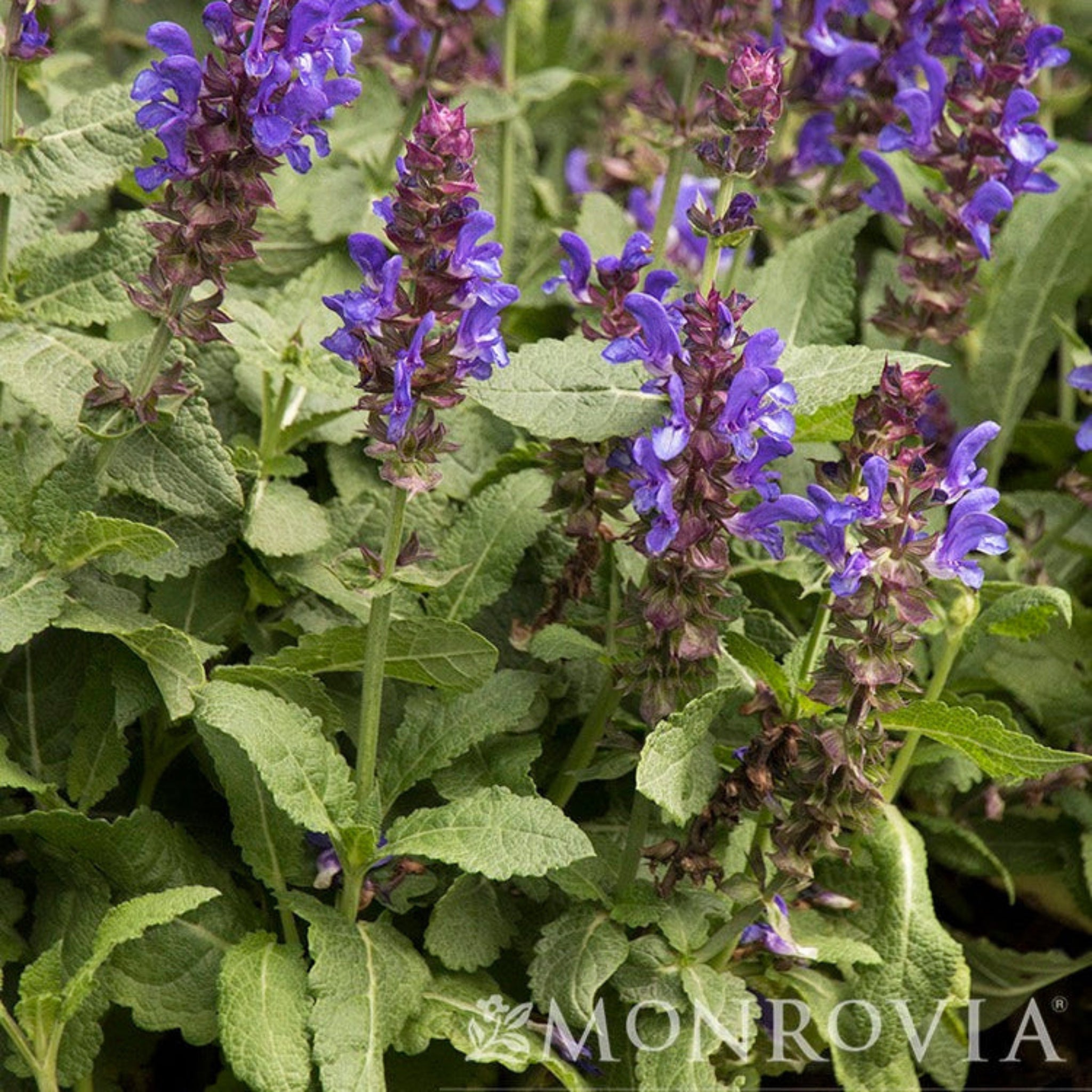 Purple flowers with green leaves on a blurred background.  Henderson Garden Supply