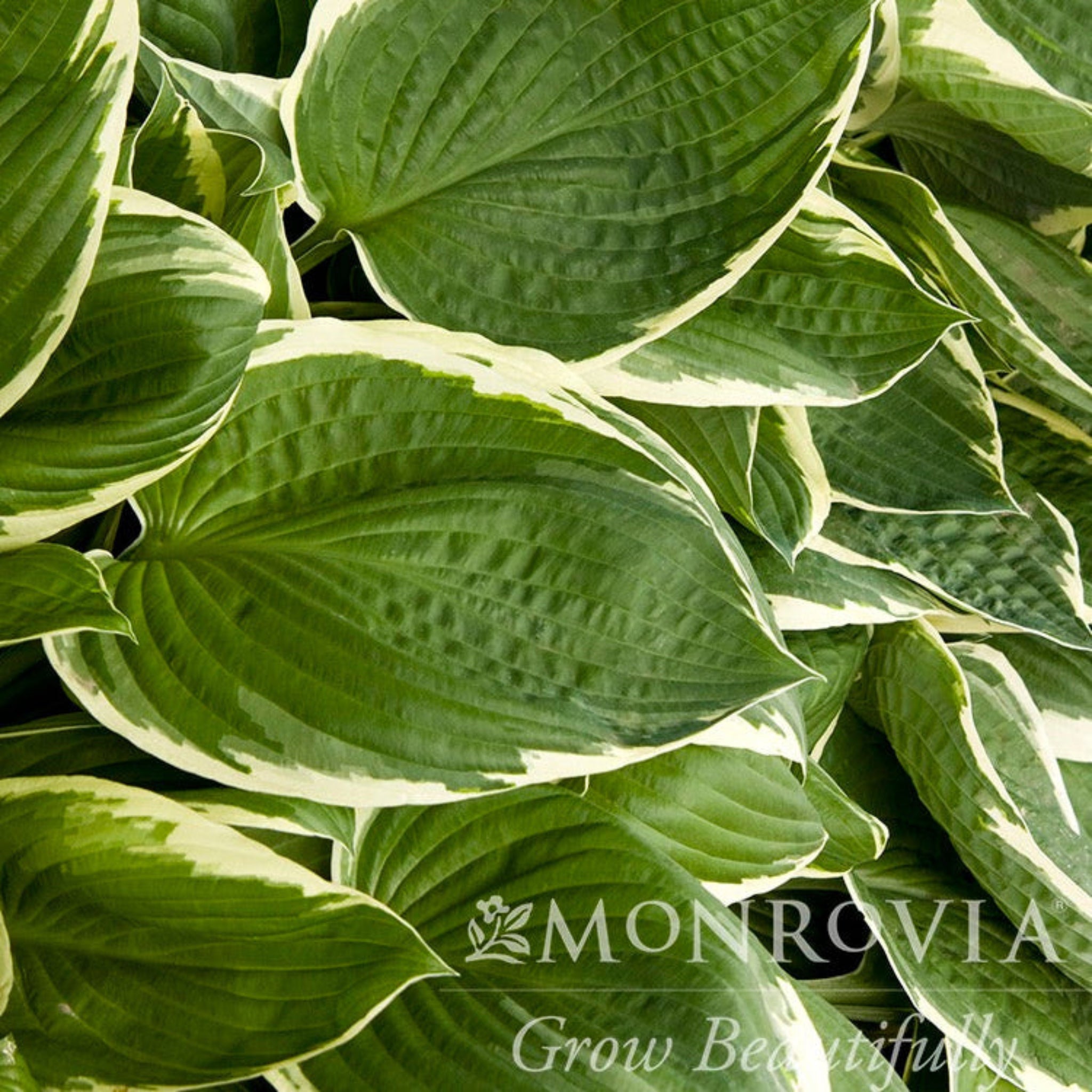 Close-up of green leaves with white edges, featuring the Monrovia logo.  Henderson Garden Supply