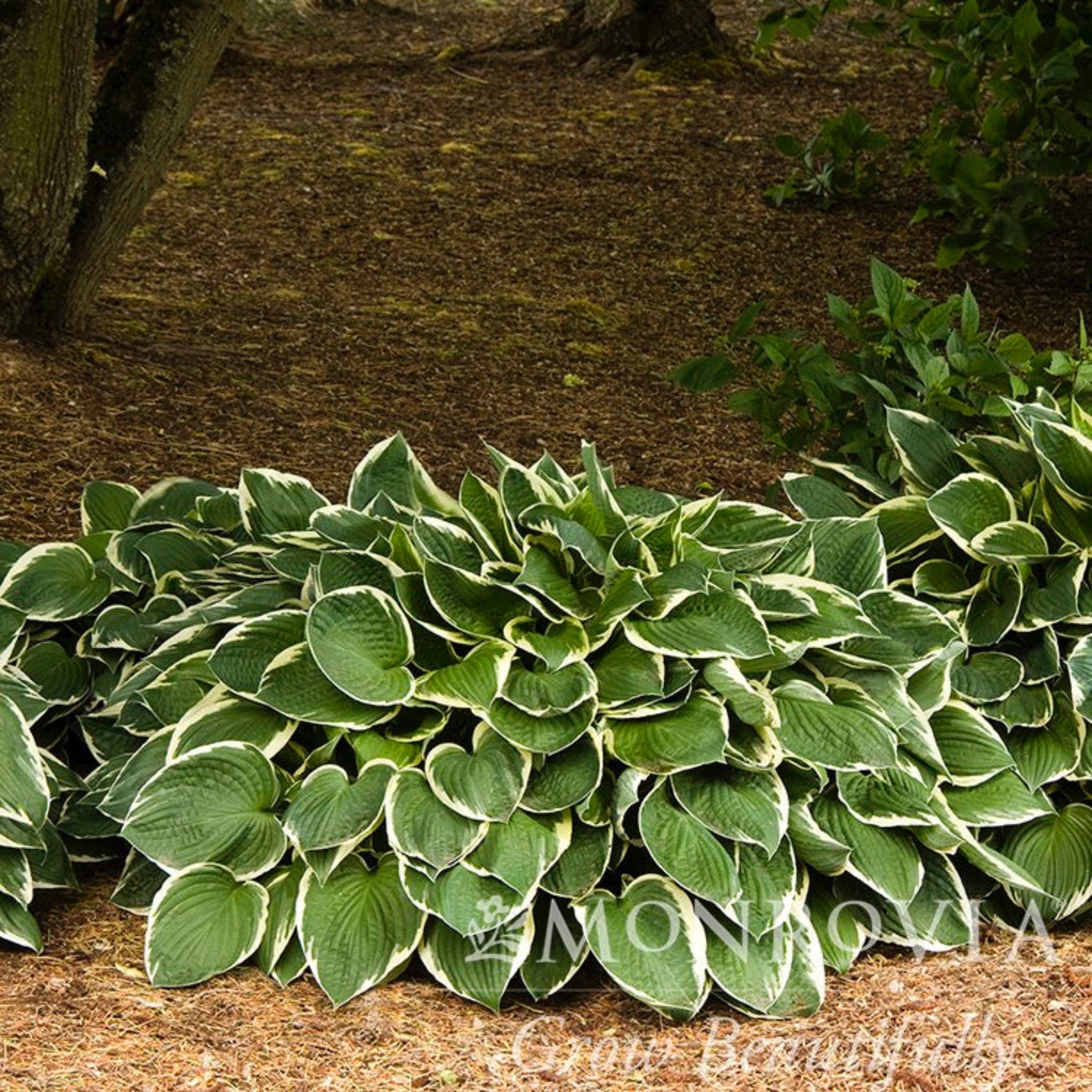 Green and white variegated hosta plants in a garden setting.  Henderson Garden Supply