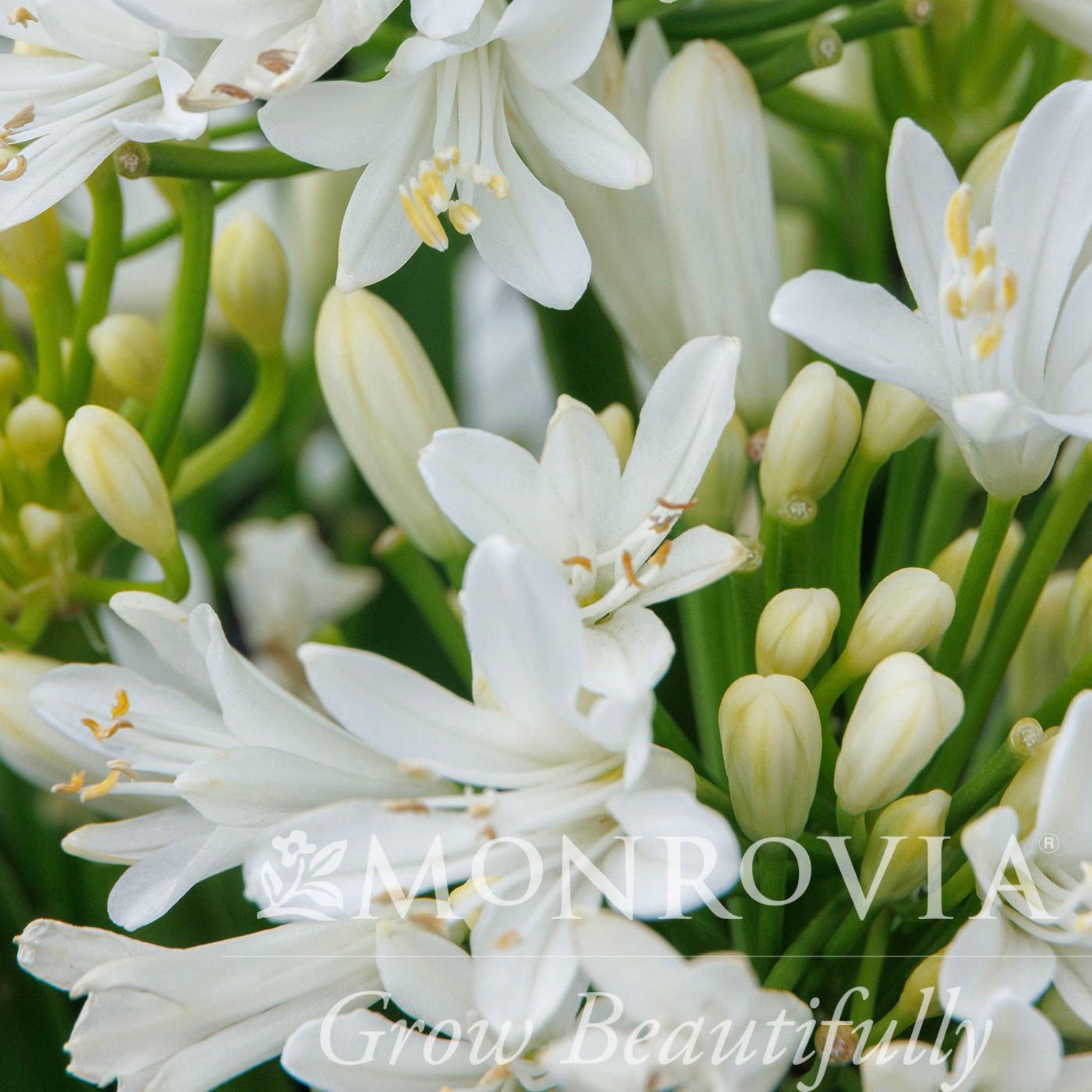 Apapanthus Monsapho - Henderson Garden Supply