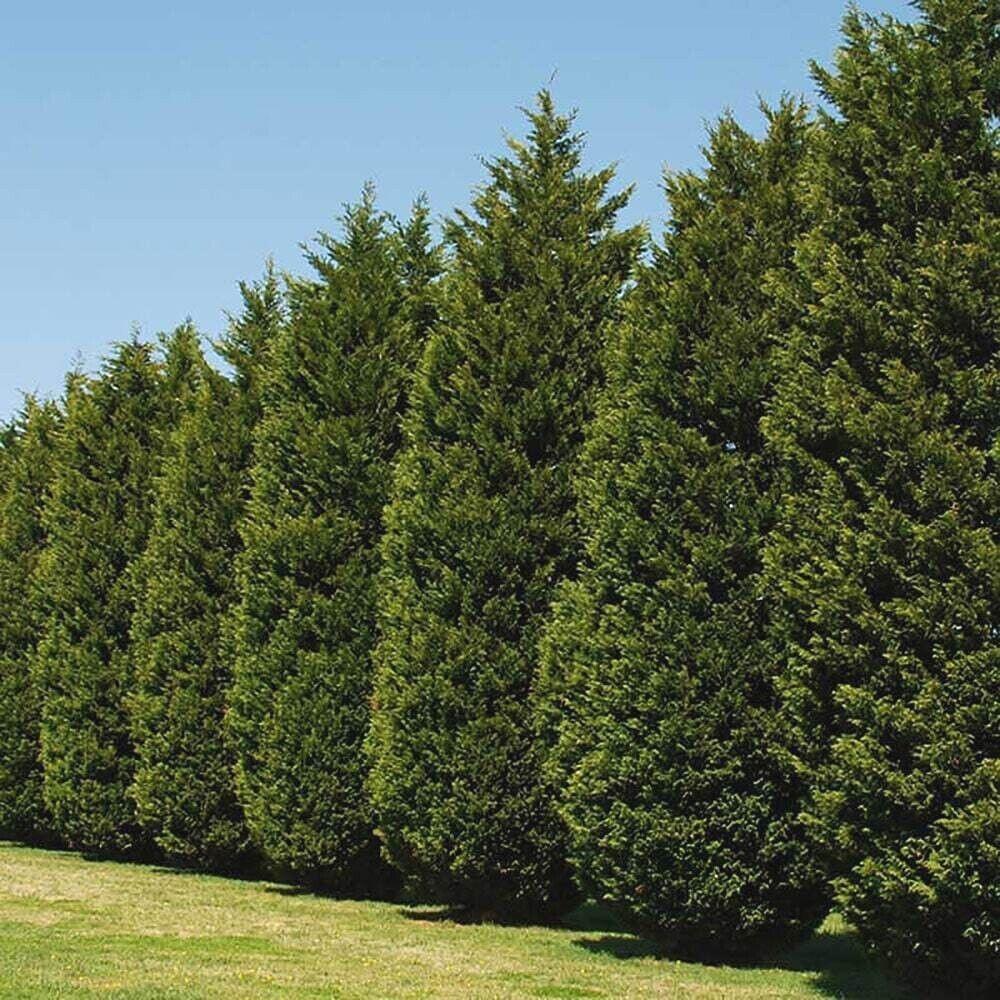 Leyland Cypress Tree – America’s #1 Fast-Growing Privacy Screen