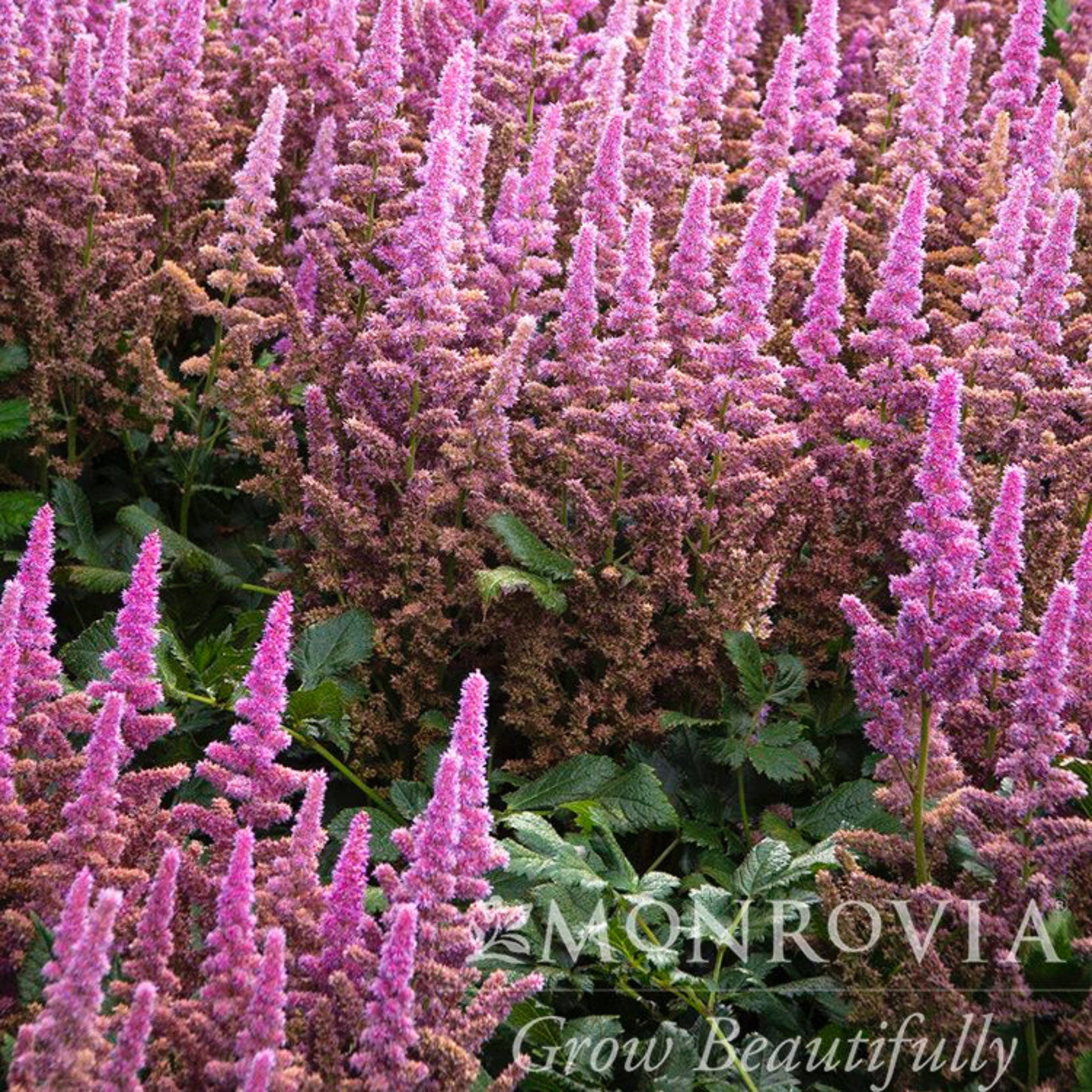 Pink Astibe - Henderson Garden Supply
