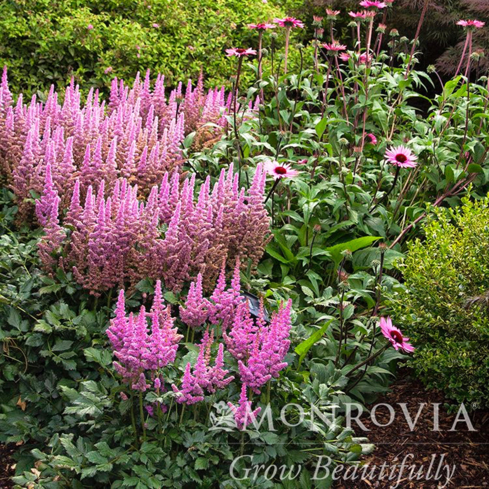 Pink Astilbe - Henderson Garden Supply