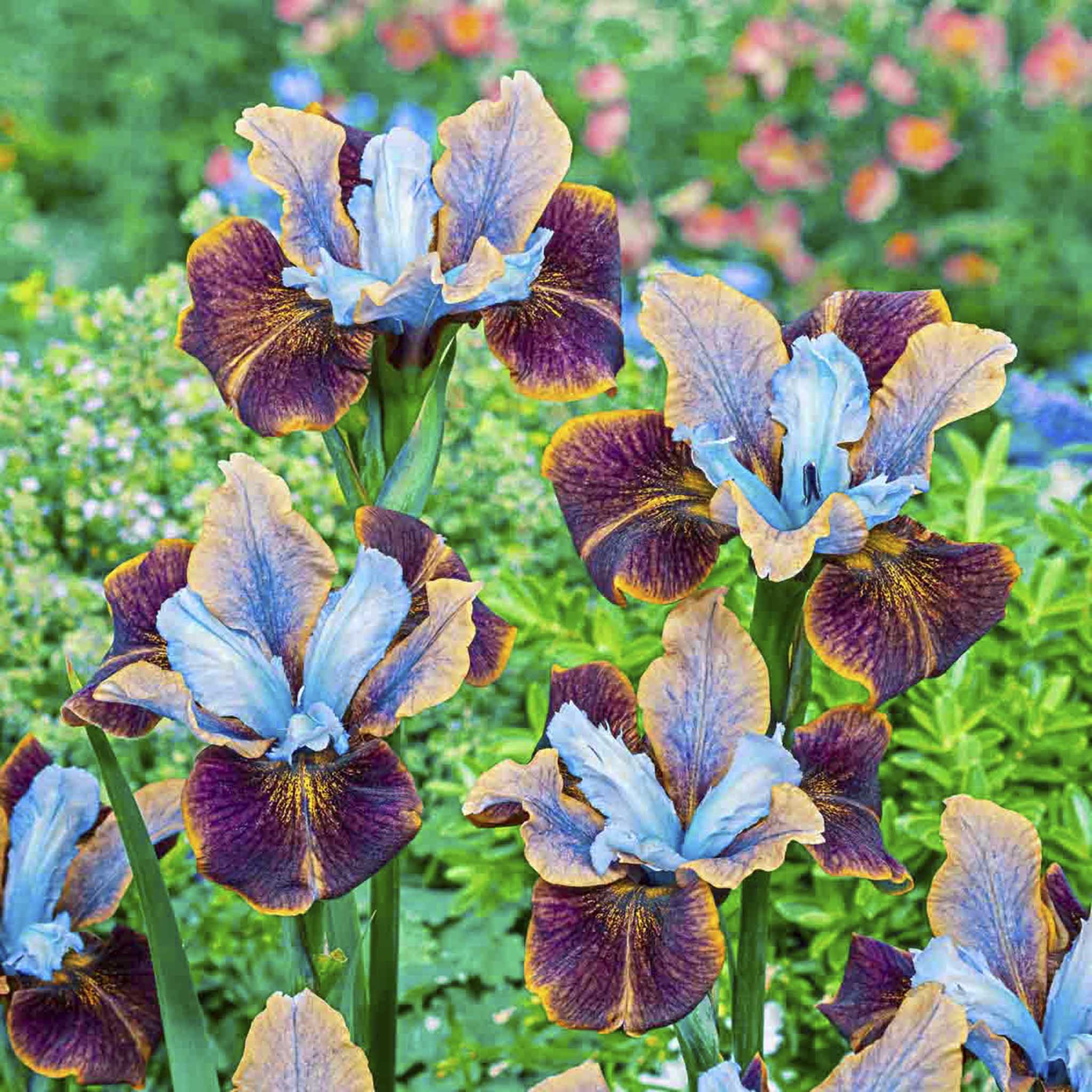 Group of purple and blue flowers with a blurred garden background.  Henderson Garden Supply