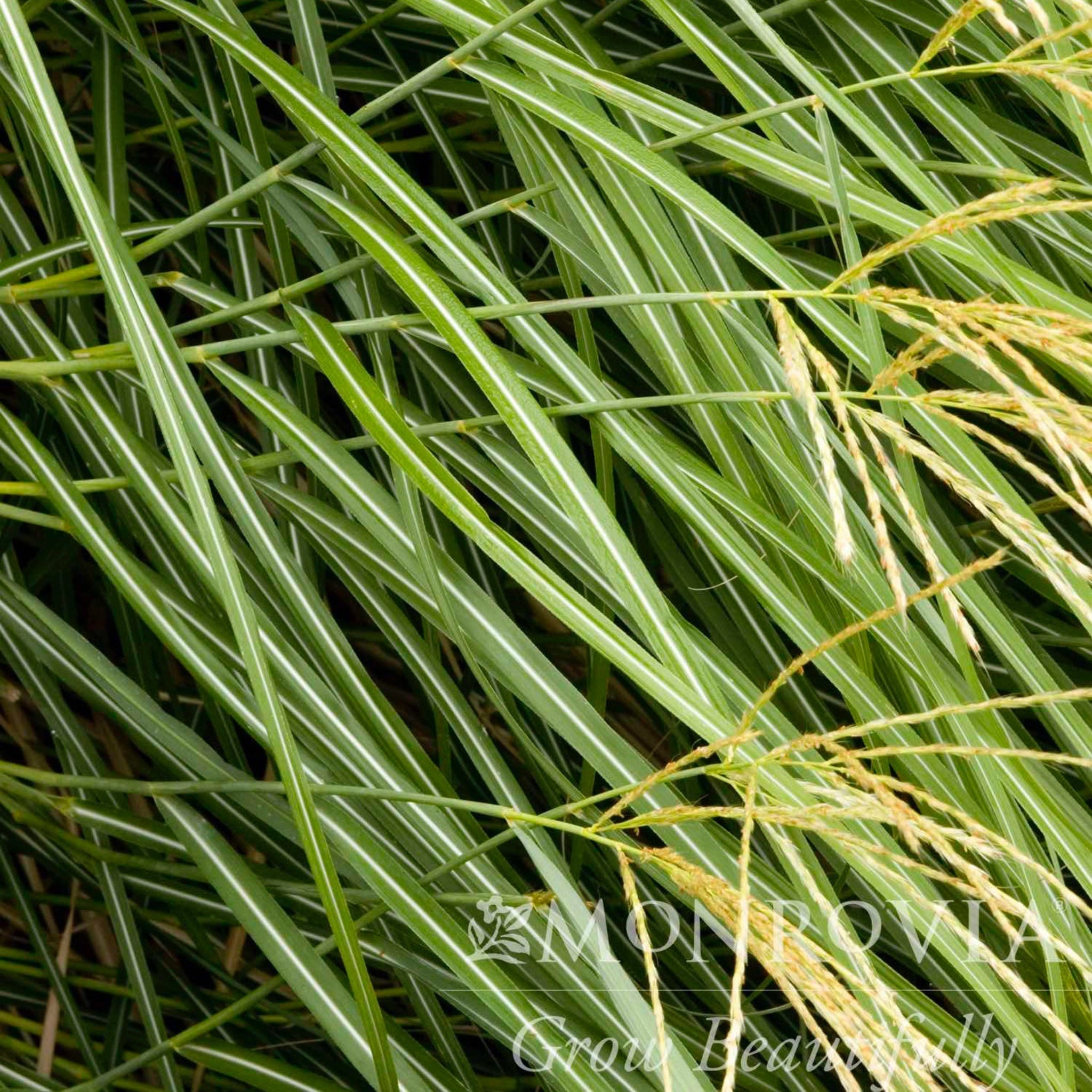 Close-up of green and white striped grass with a brand logo in the corner.  Henderson Garden Supply