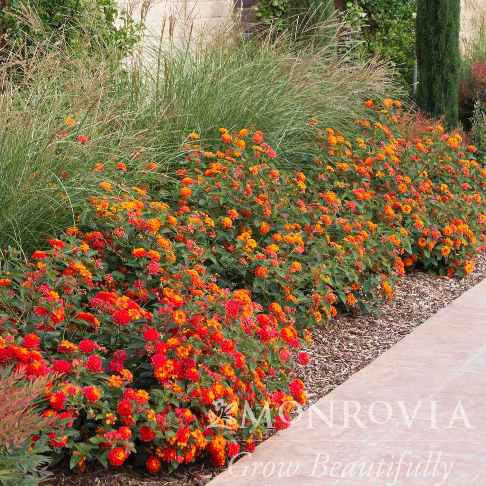 Row of colorful flowers in a garden bed with 'Lamourvia' branding.  Henderson Garden Supply