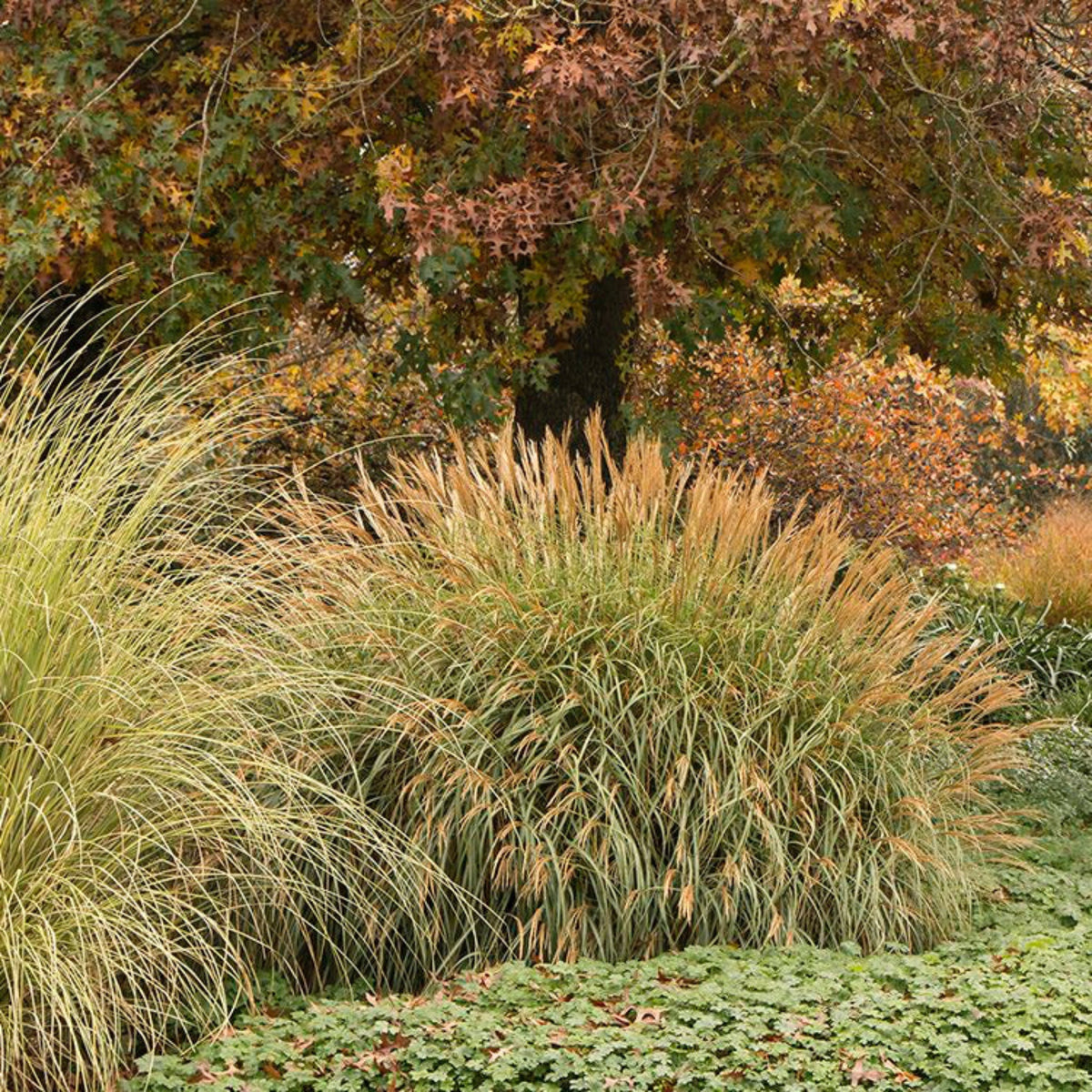 Adagio Maiden Grass – Dwarf Ornamental Grass