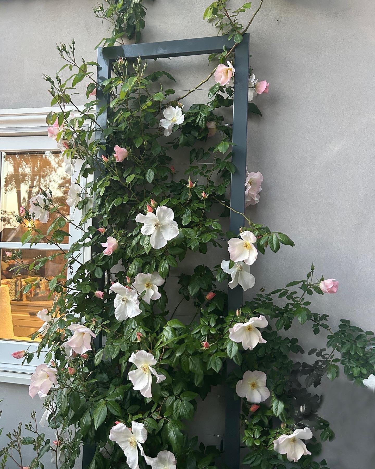 Large Wall Trellis