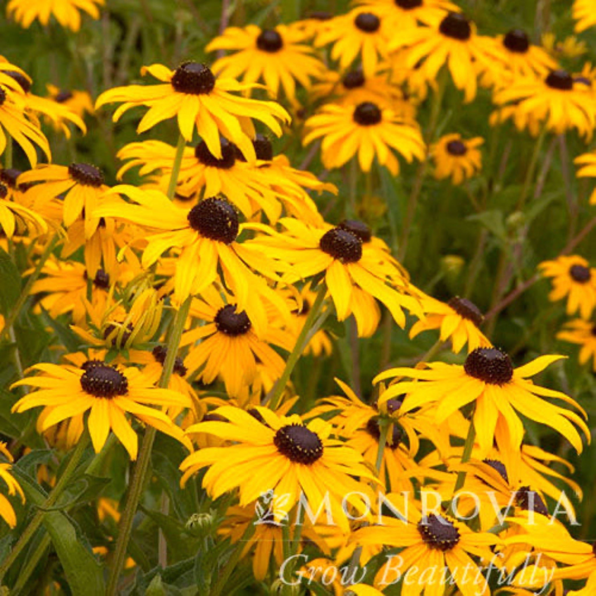 Black Eyed Susan - Henderson Garden Supply