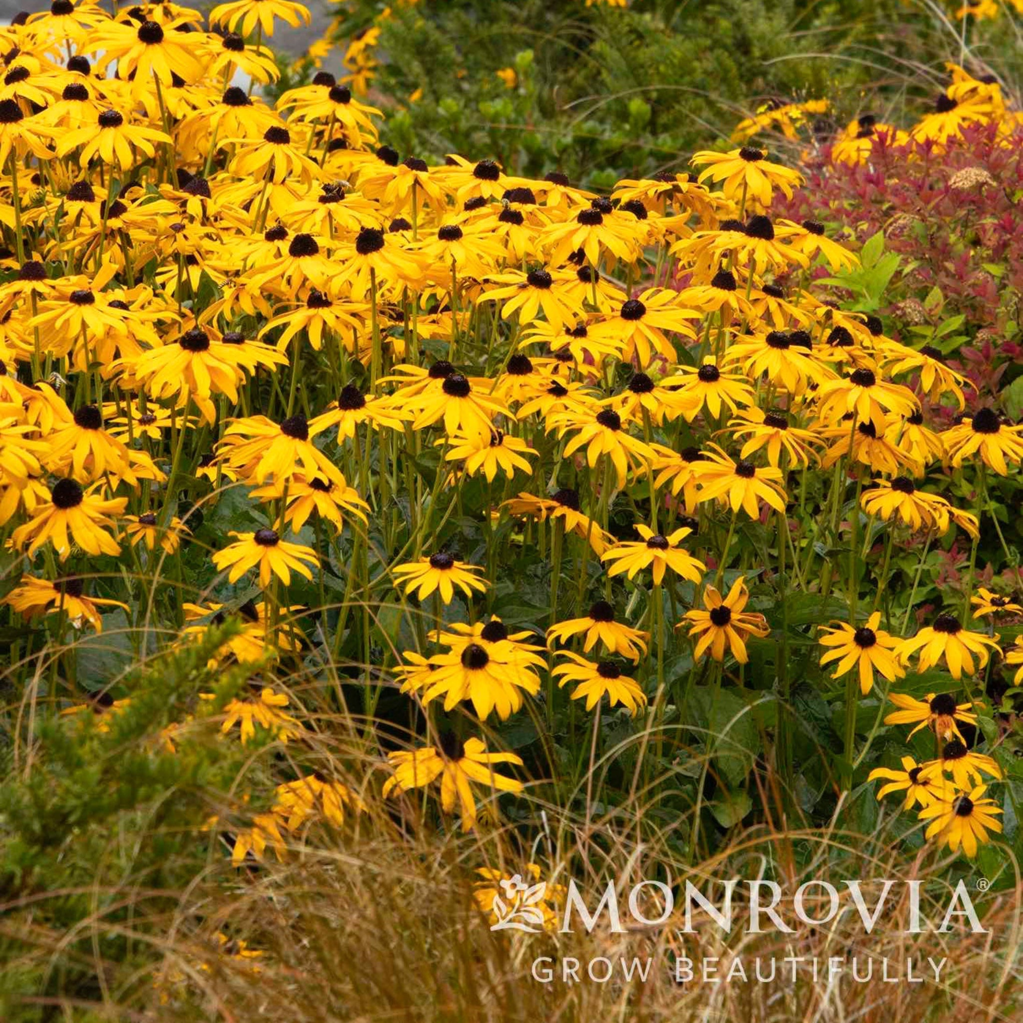 Black eyed susan - Henderson Garden Supply