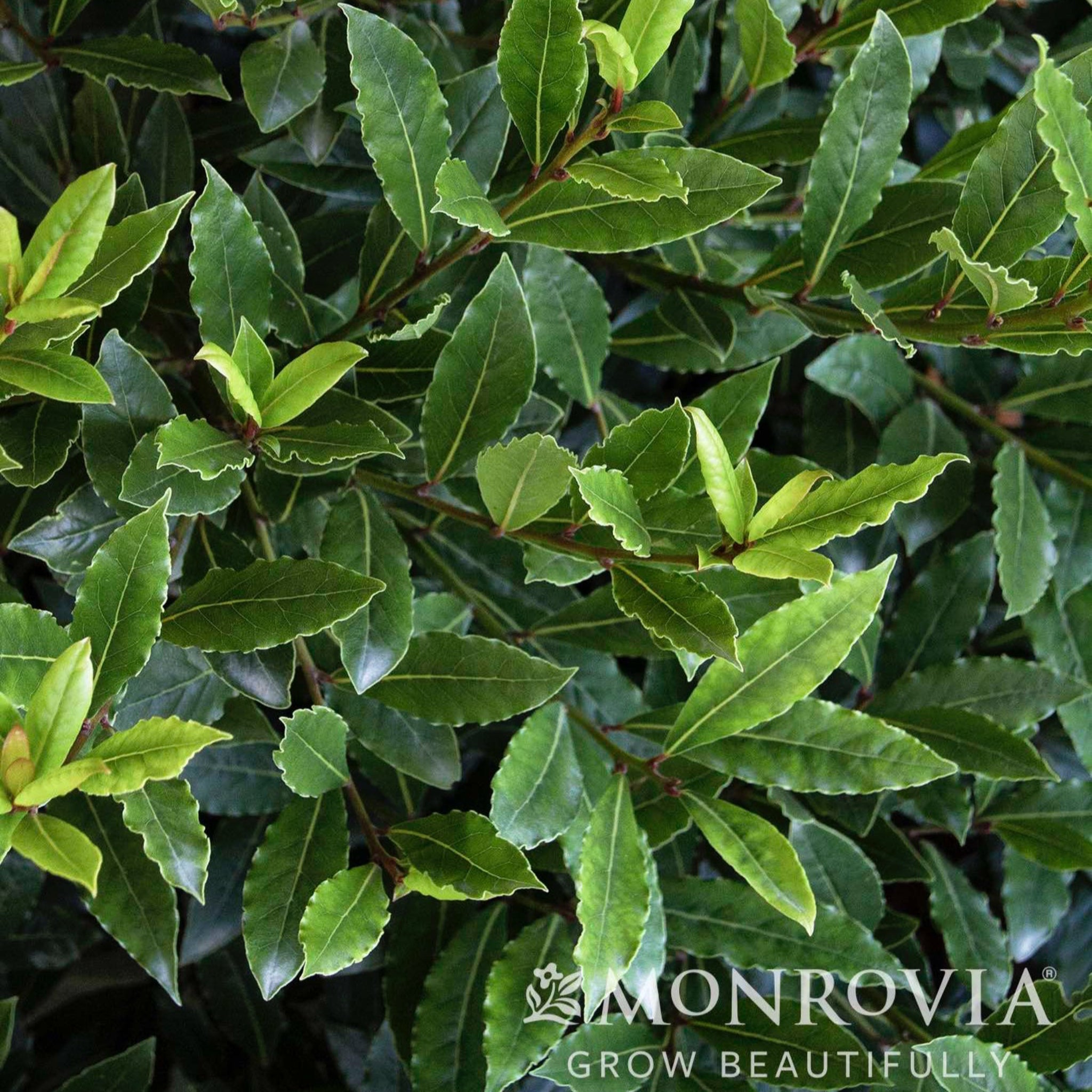 Close-up of green leaves with Monrovia logo.  Henderson Garden Supply
