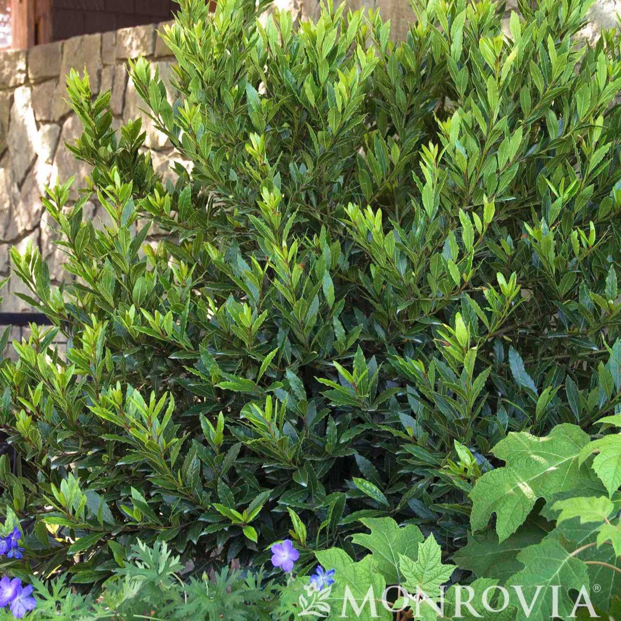 Green bush with purple flowers in front of a stone wall, featuring the Monrovia logo.  Henderson Garden Supply