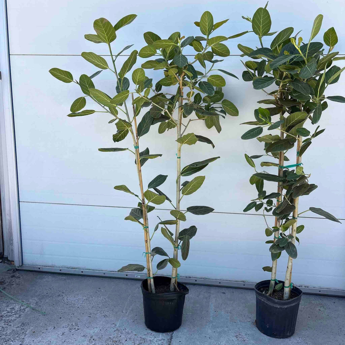 Ficus Audrey Multi-Stem Tree – Indoor Statement Plant