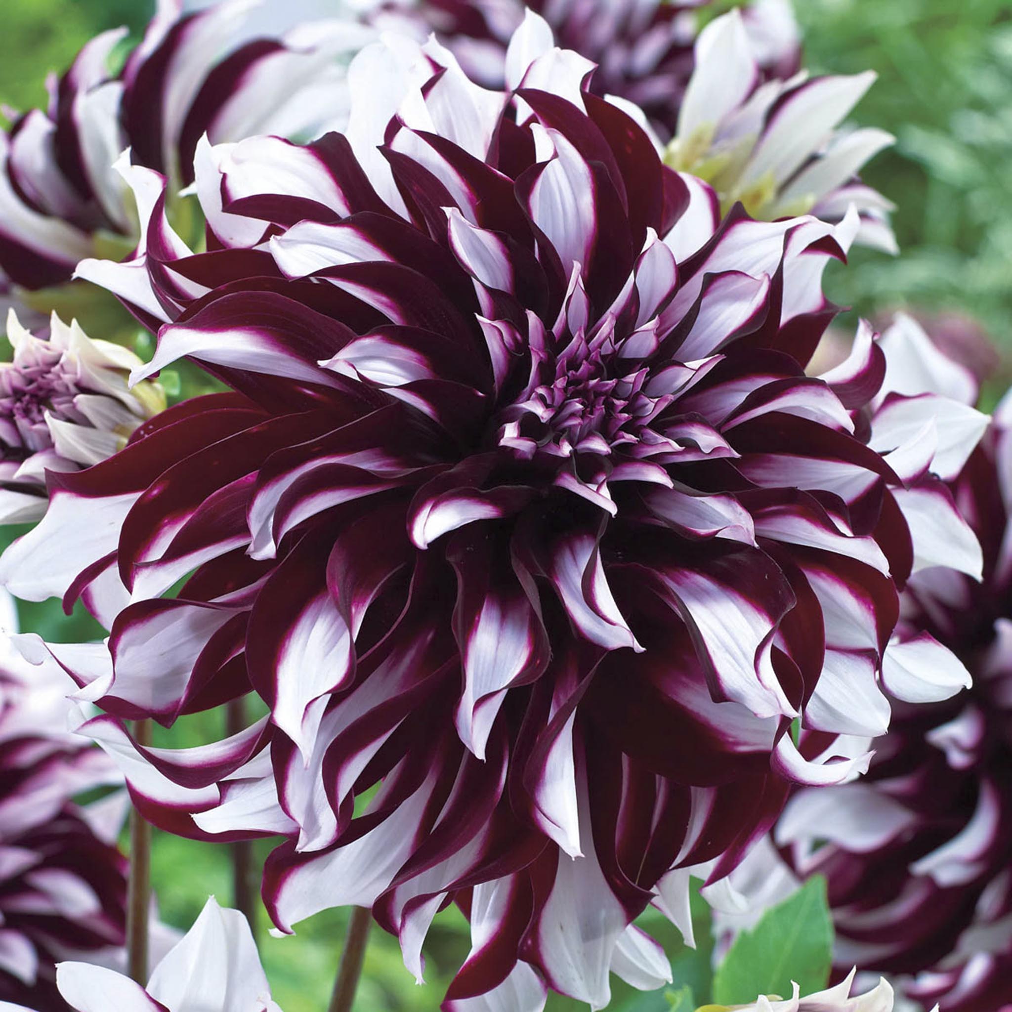 Tartan Dahlia – Burgundy & White Dinner Plate Dahlia | 5-Pack Tubers