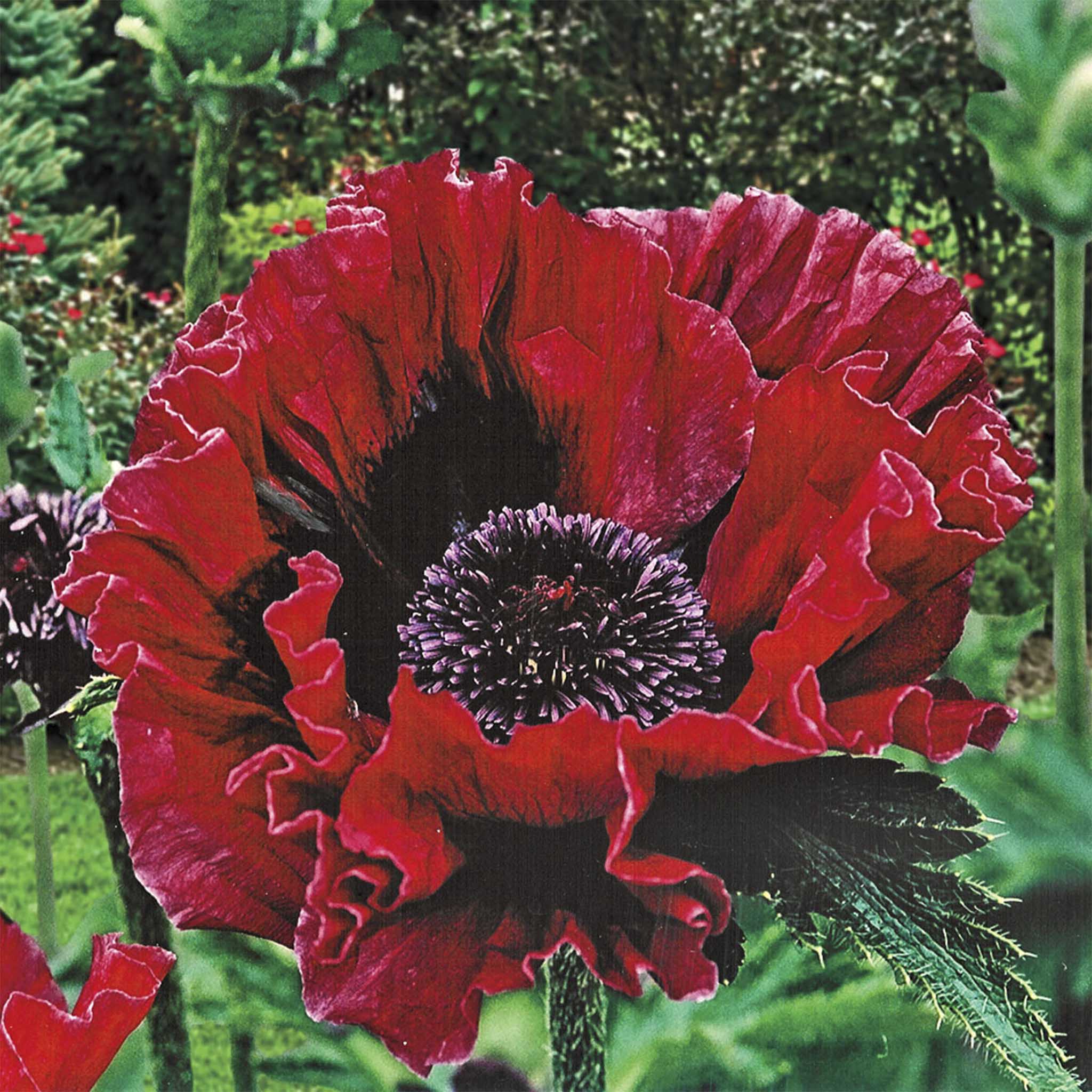 Oriental Poppy - Henderson Garden Supply