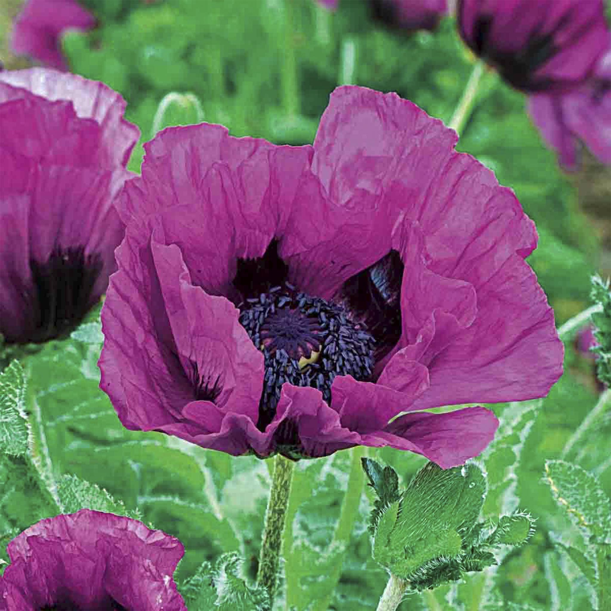 Purple Poppy - Henderson Garden Supply