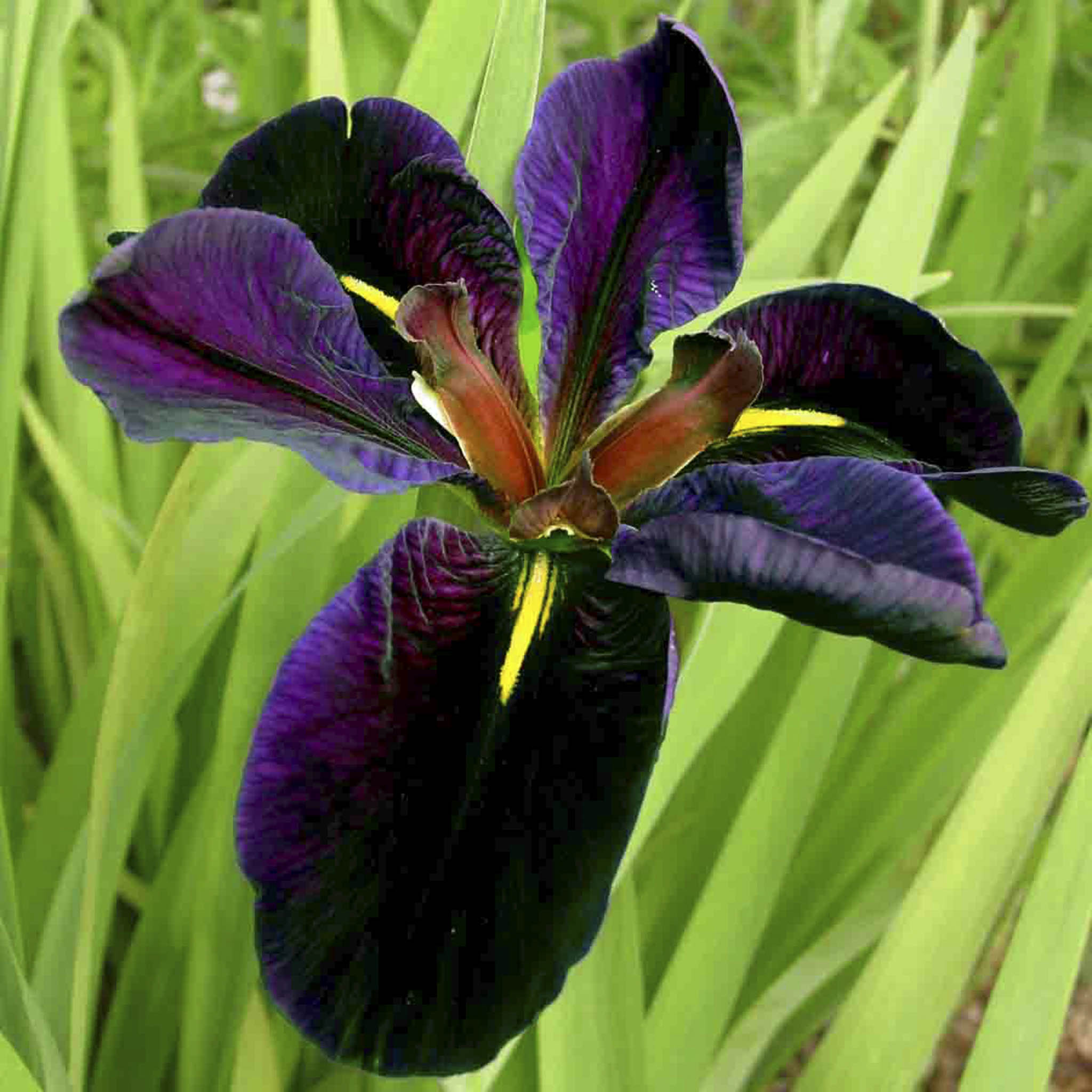 Louisiana Iris - Henderson Garden Supply