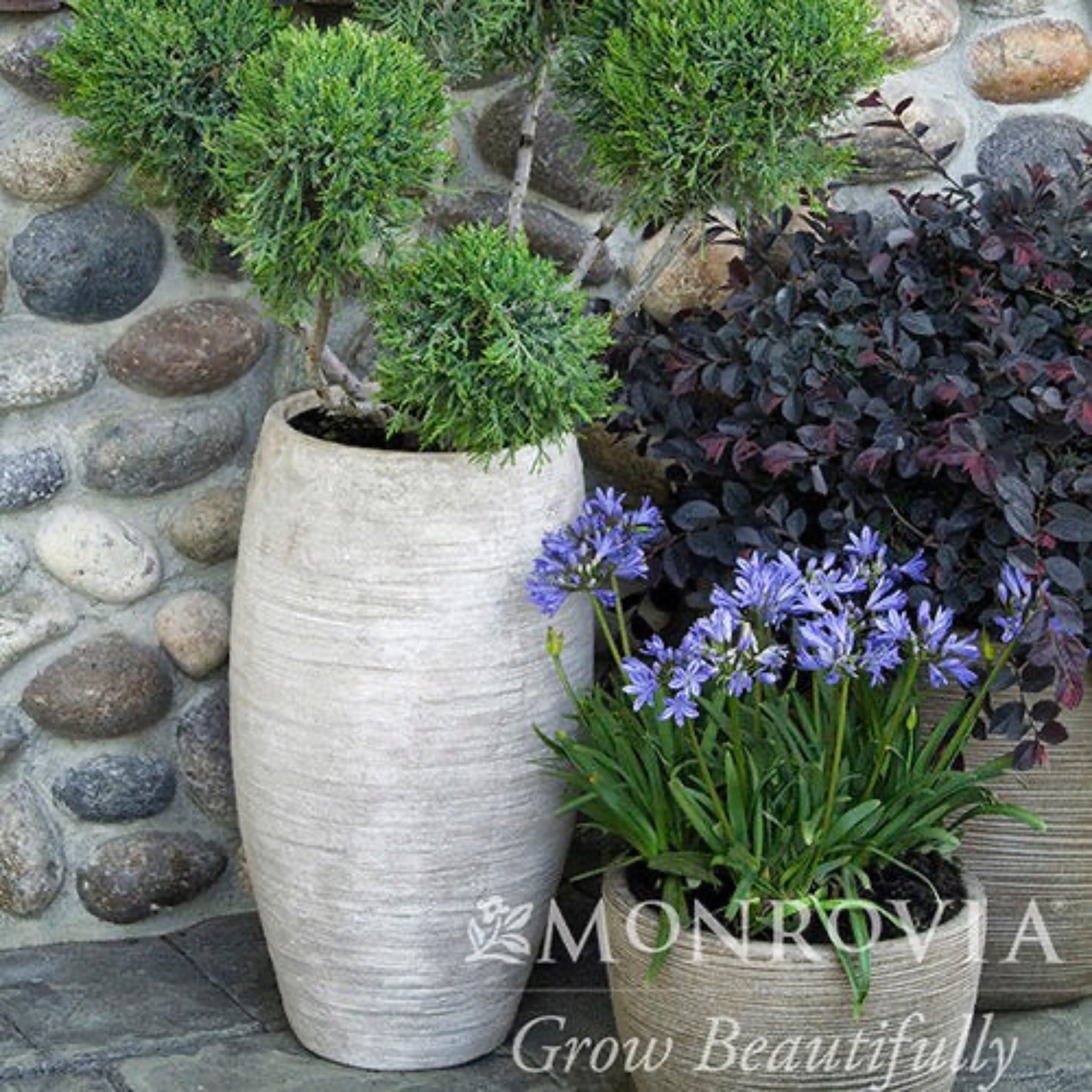 Potted plants in front of a stone wall with 'Monrovia' branding.  Henderson Garden Supply