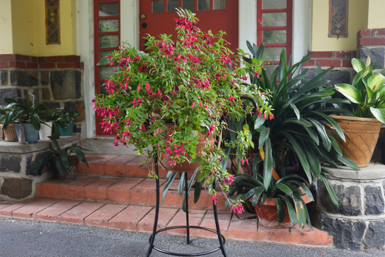 Floral plant on a decorative stand in front of a house entrance.  Henderson Garden Supply