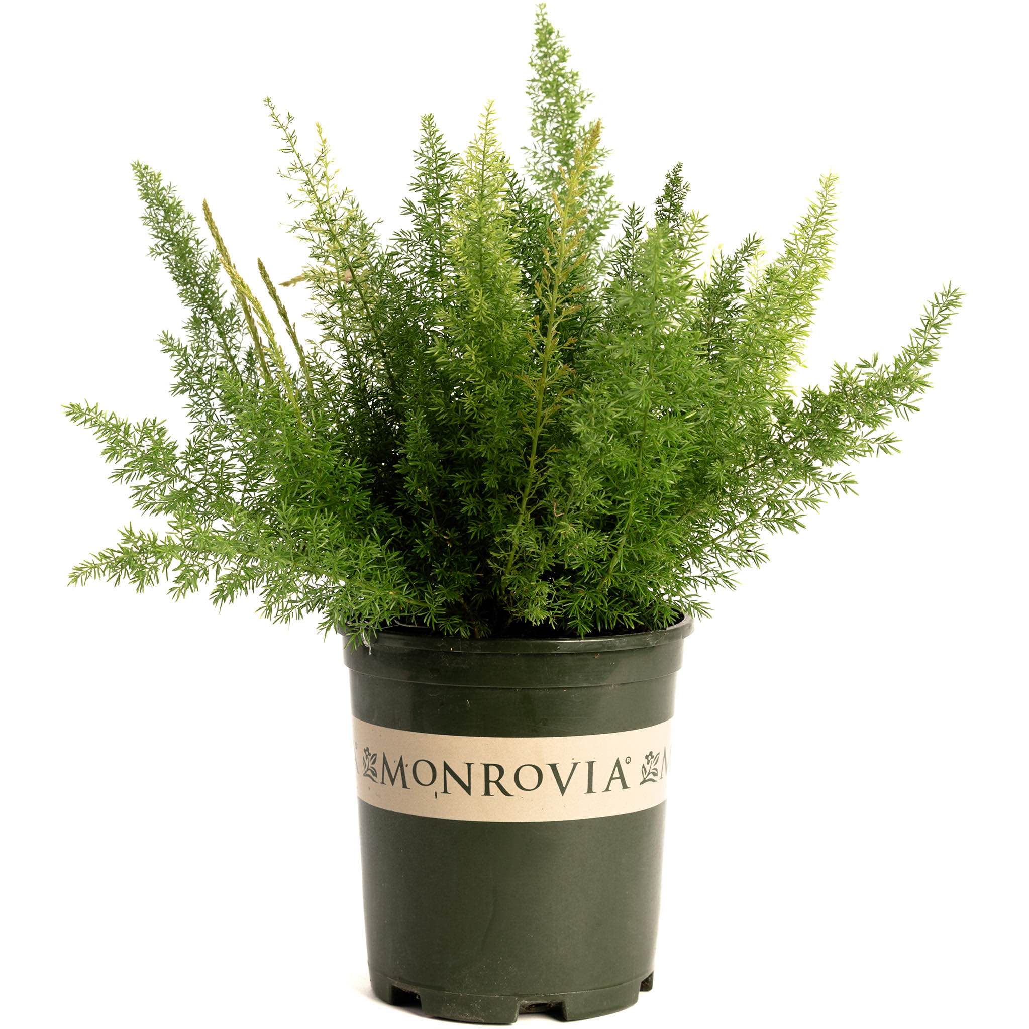 Potted plant with a Monrovia label on a white background.  Henderson Garden Supply