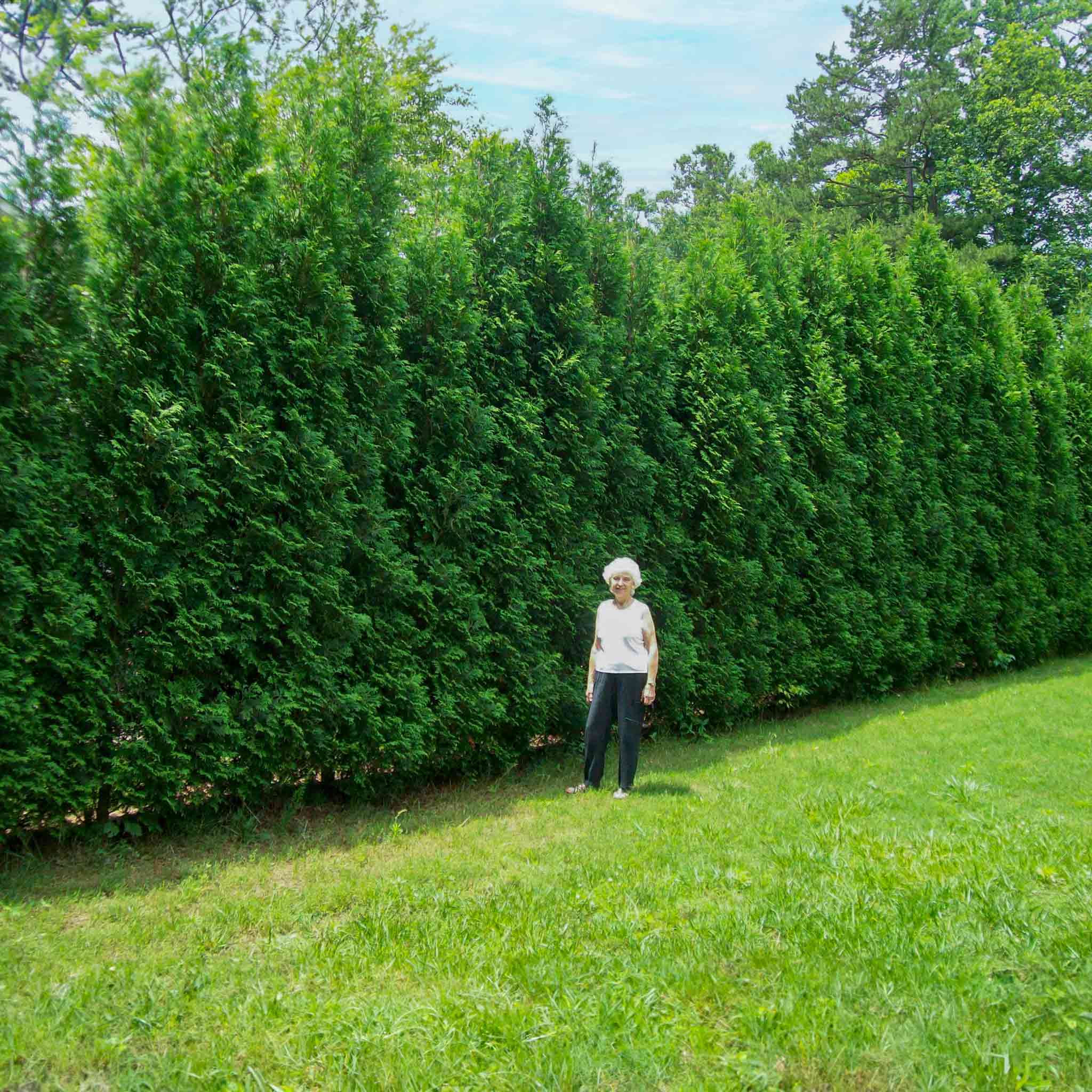 Privacy Evergreens - Henderson Garden Supply