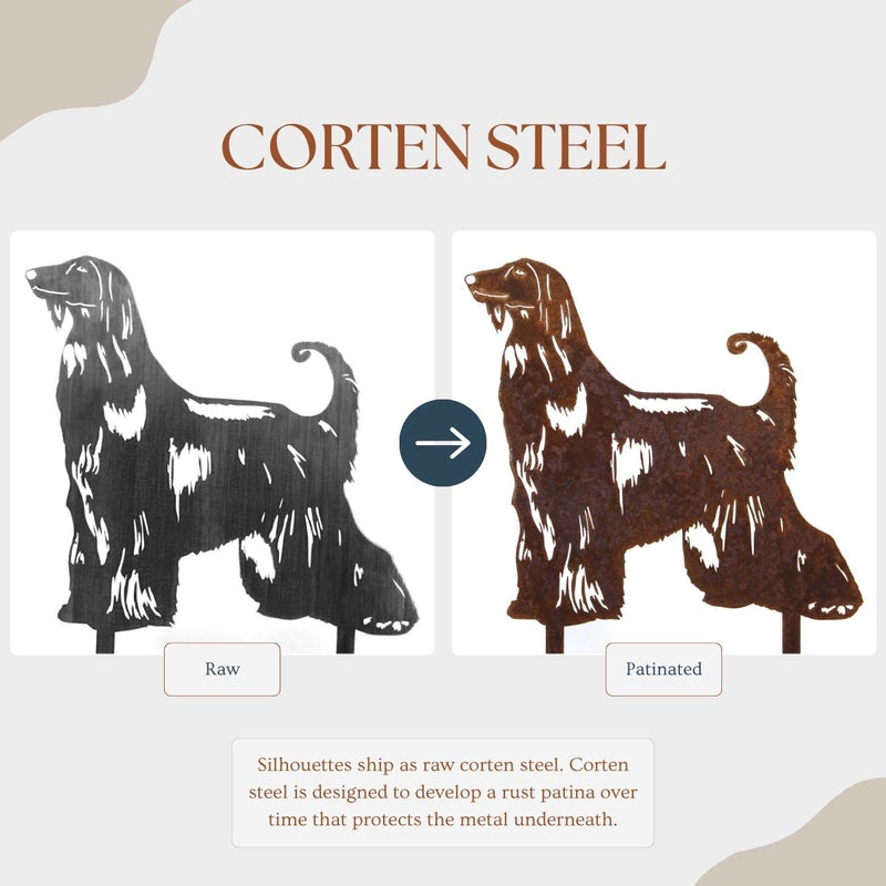 Afghan Hound