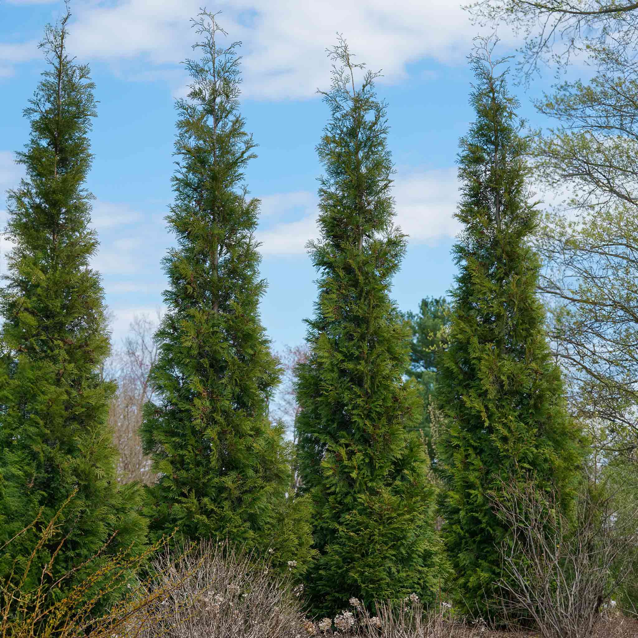 Privacy Evergreen - Henderson Garden Supply