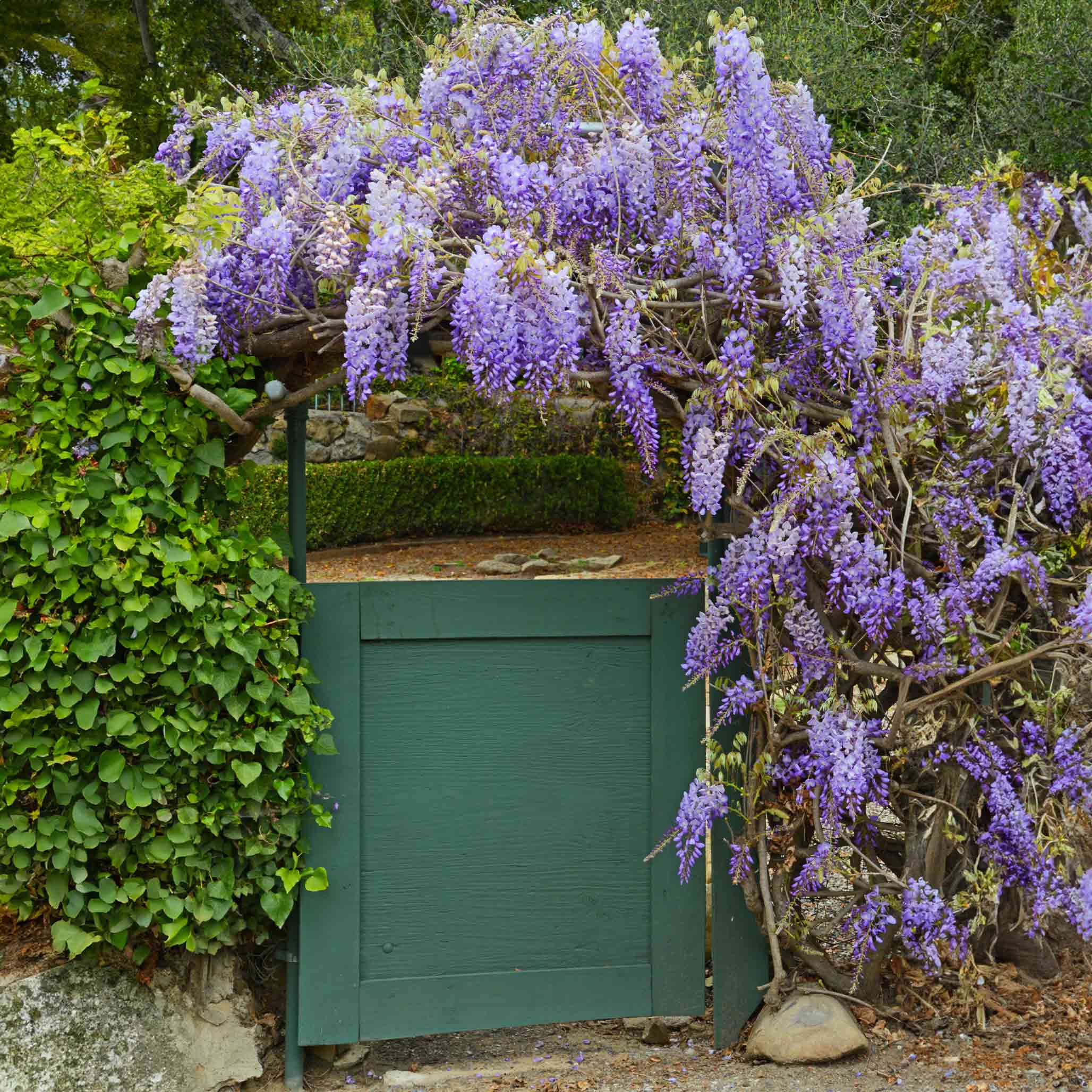 Purple wisteria flowers cascading over a green wooden gate in a garden  setting.  Henderson Garden