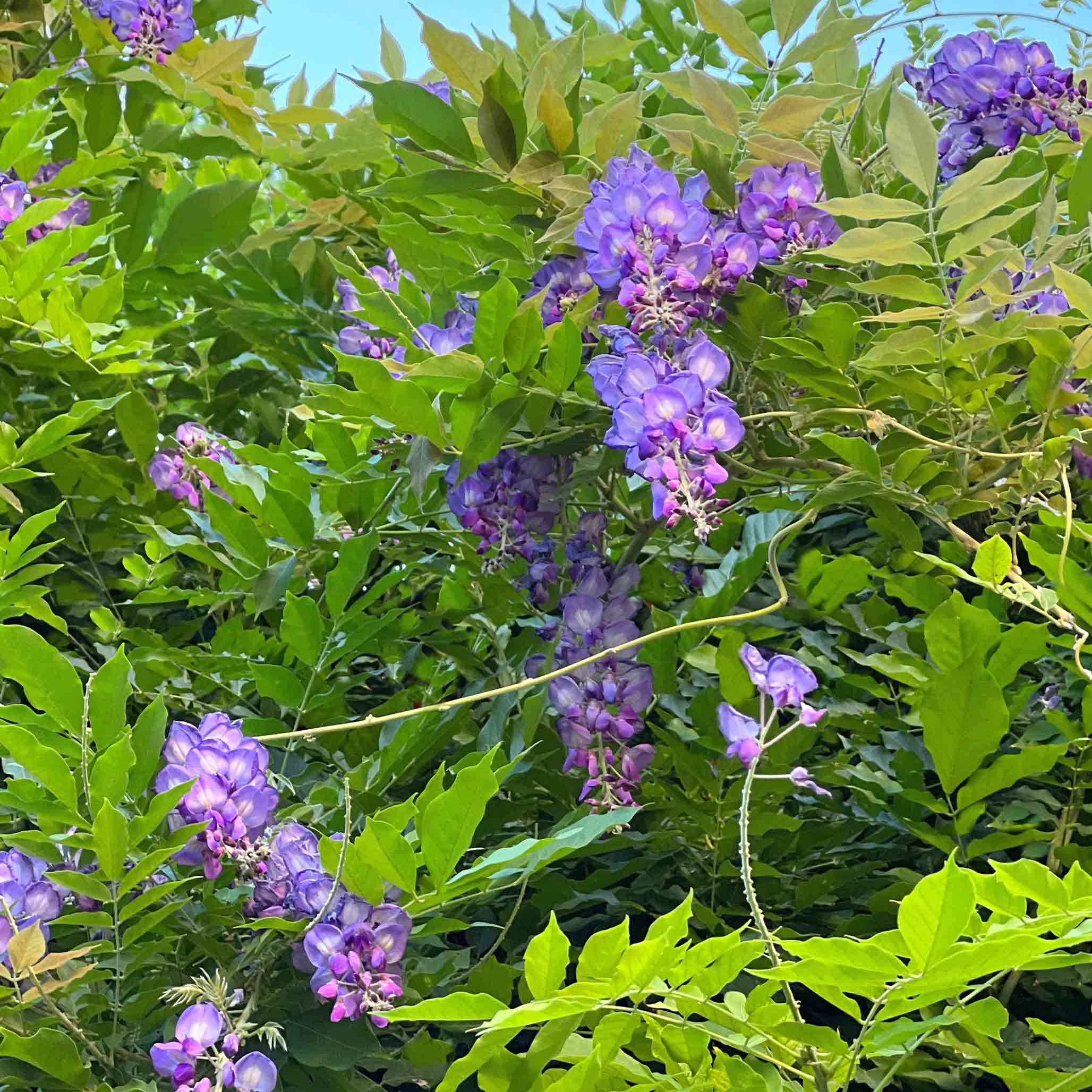 Vine with purple flowers and green leaves against a blue sky - Henderson Garden