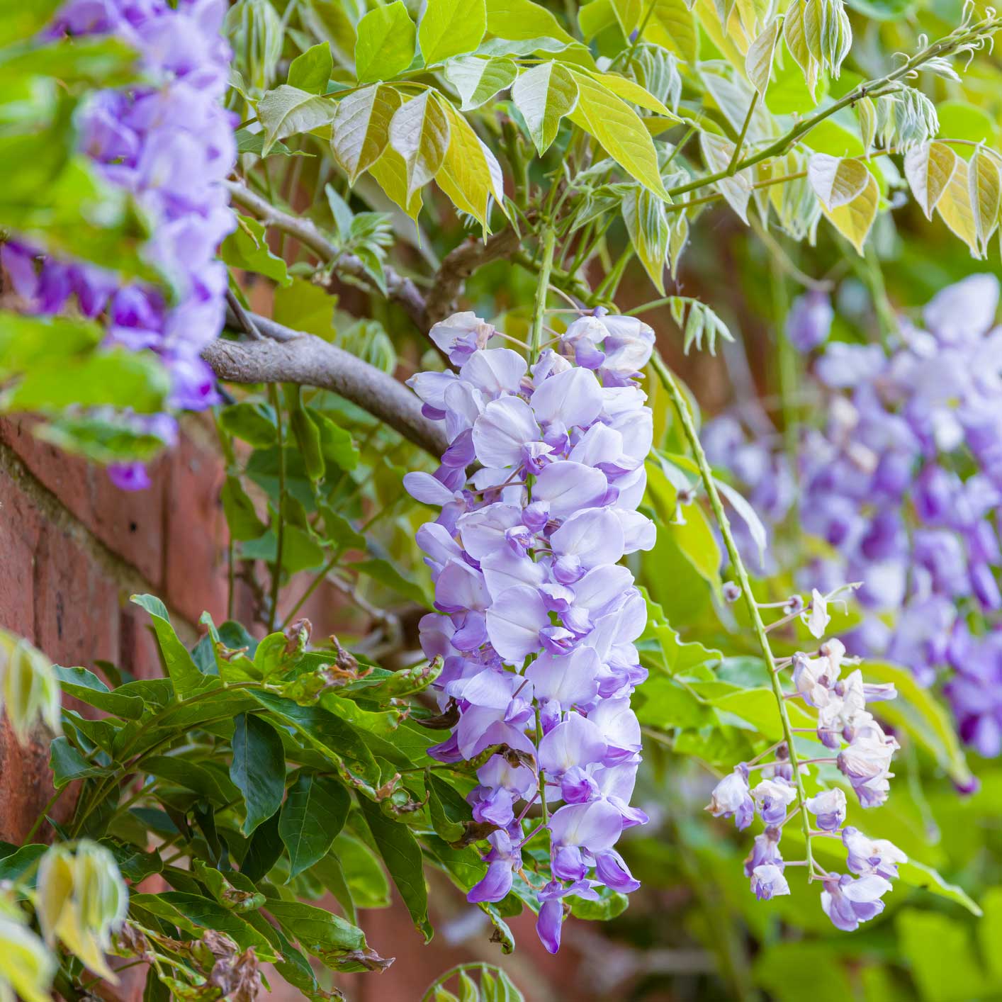 Purple wisteria flowers with green leaves on a branch - Henderson Garden