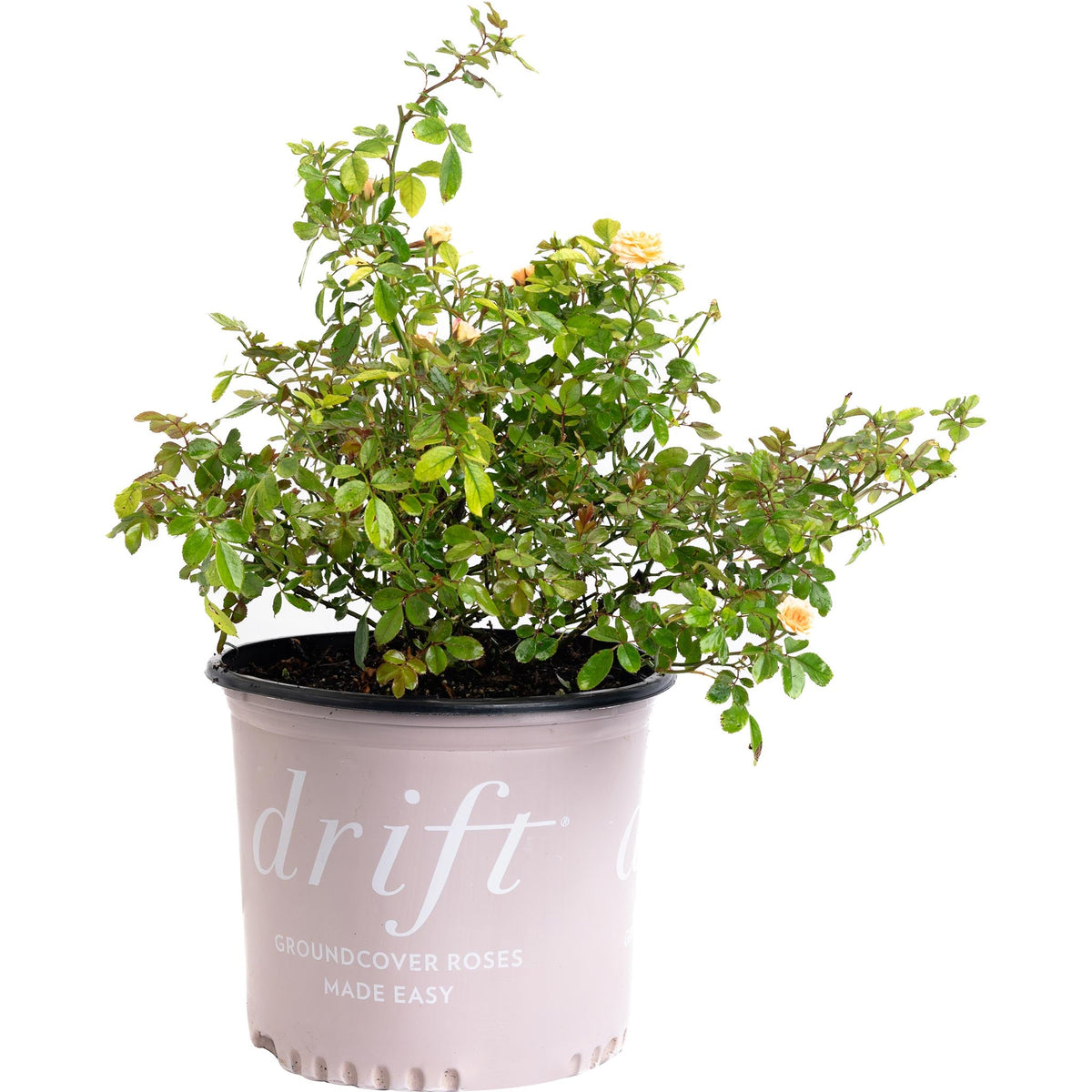 Apricot Drift® Rose – Compact Flowering Groundcover