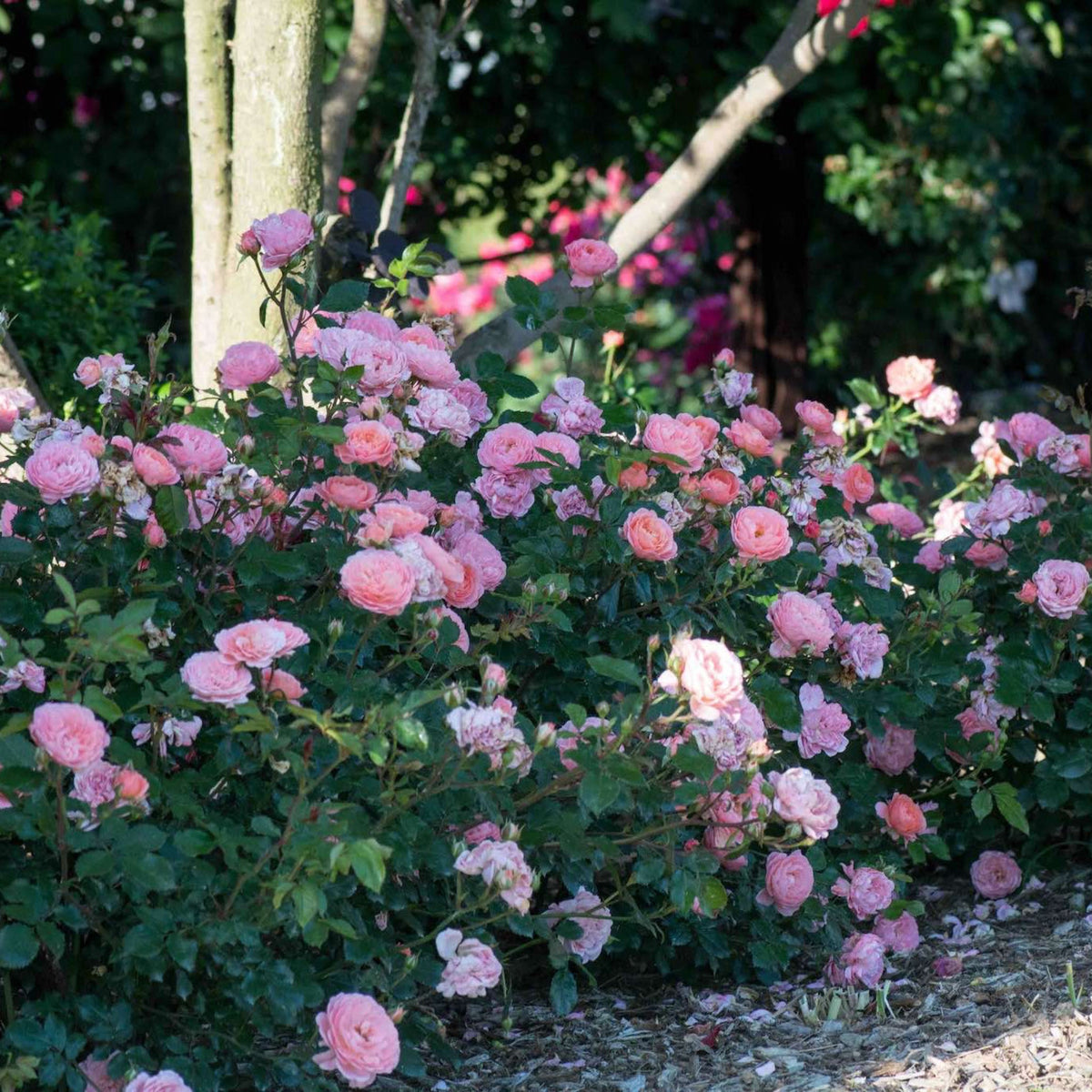 Apricot Drift® Rose – Compact Flowering Groundcover