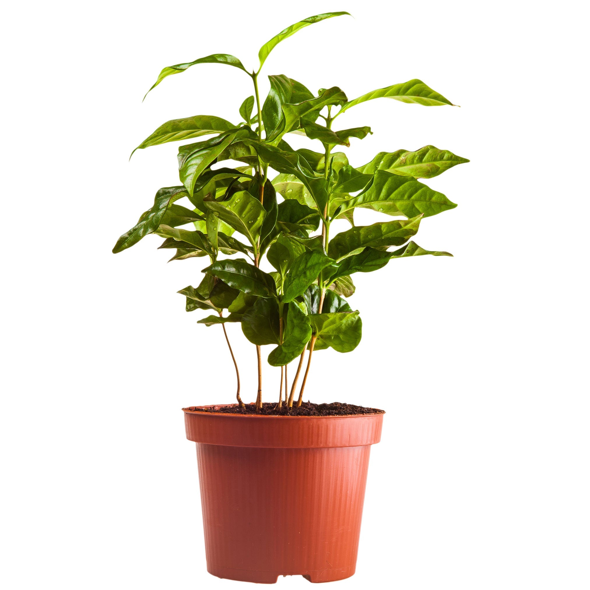 Potted plant with green leaves on a white background.  Henderson Garden Supply